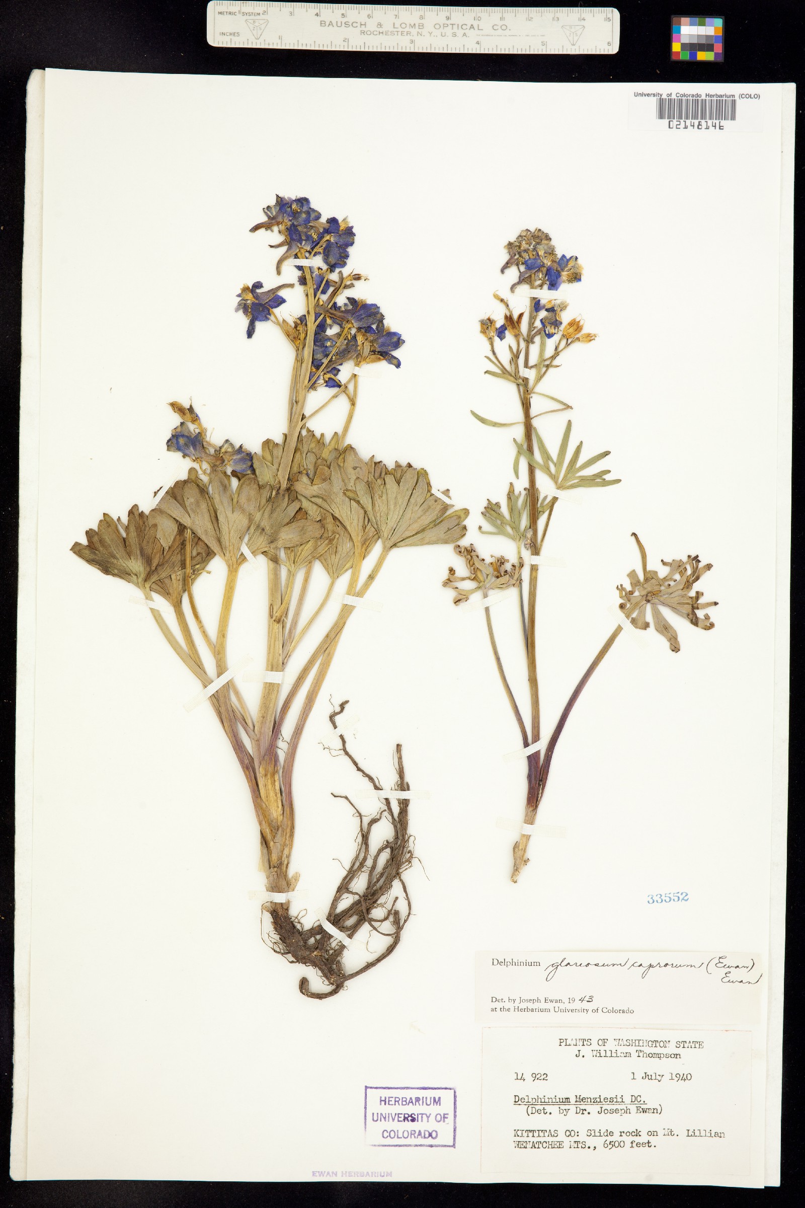 Delphinium glareosum image