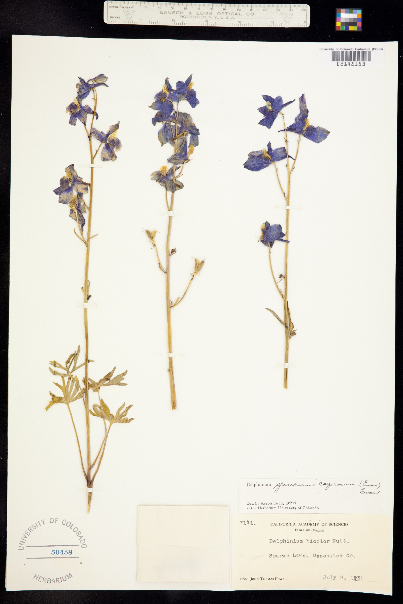 Delphinium glareosum image