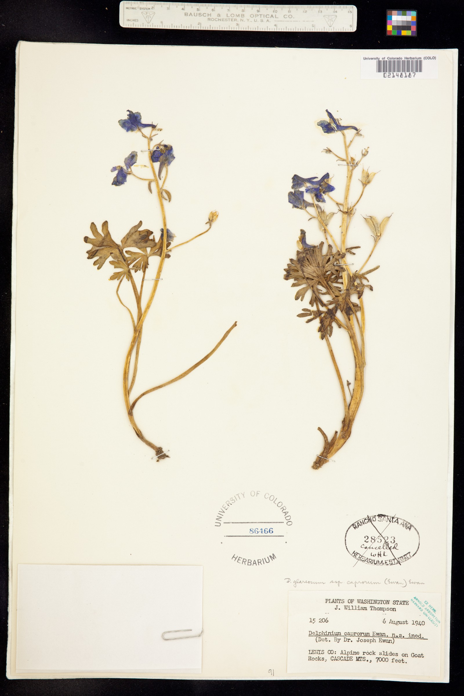 Delphinium glareosum image