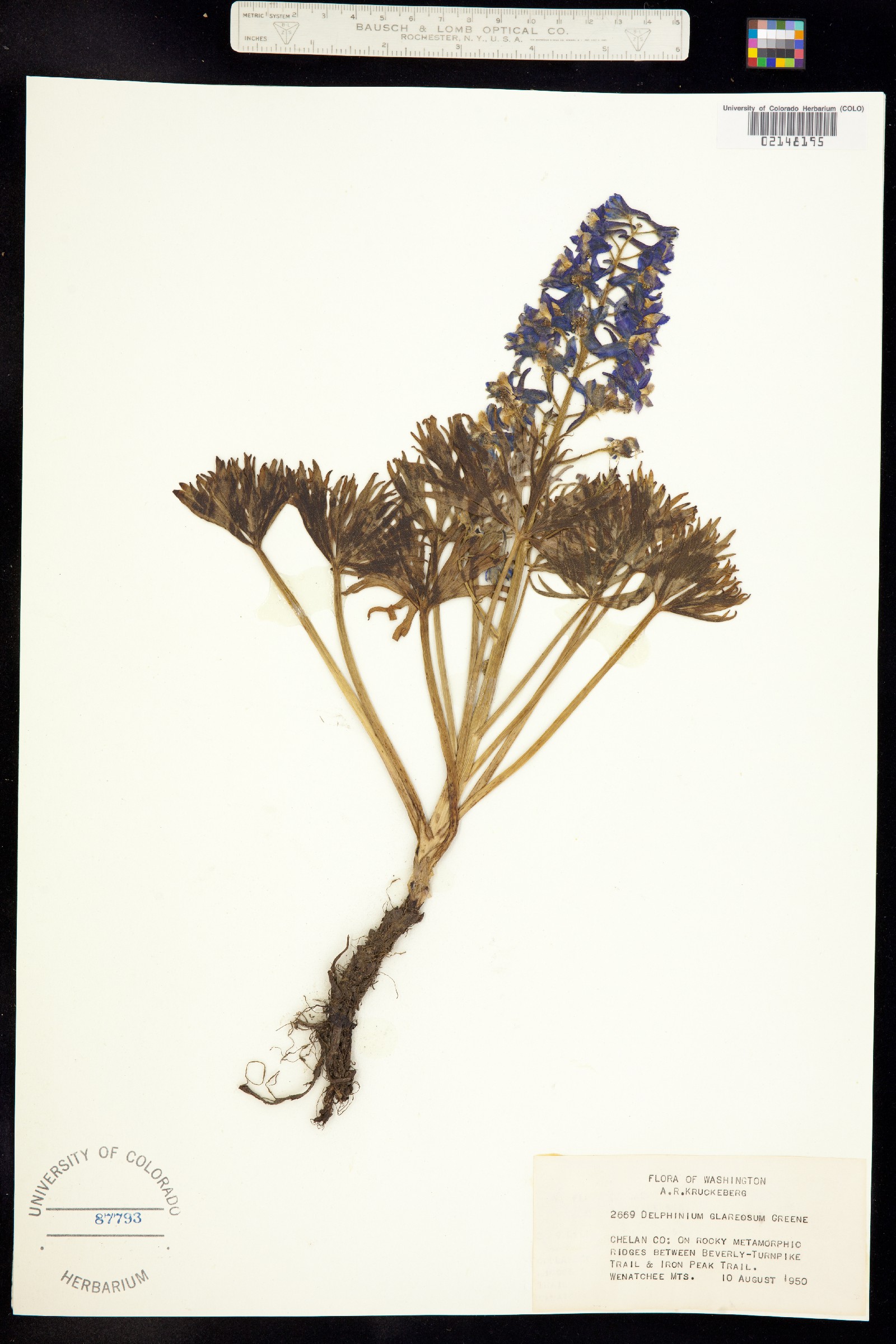 Delphinium glareosum image