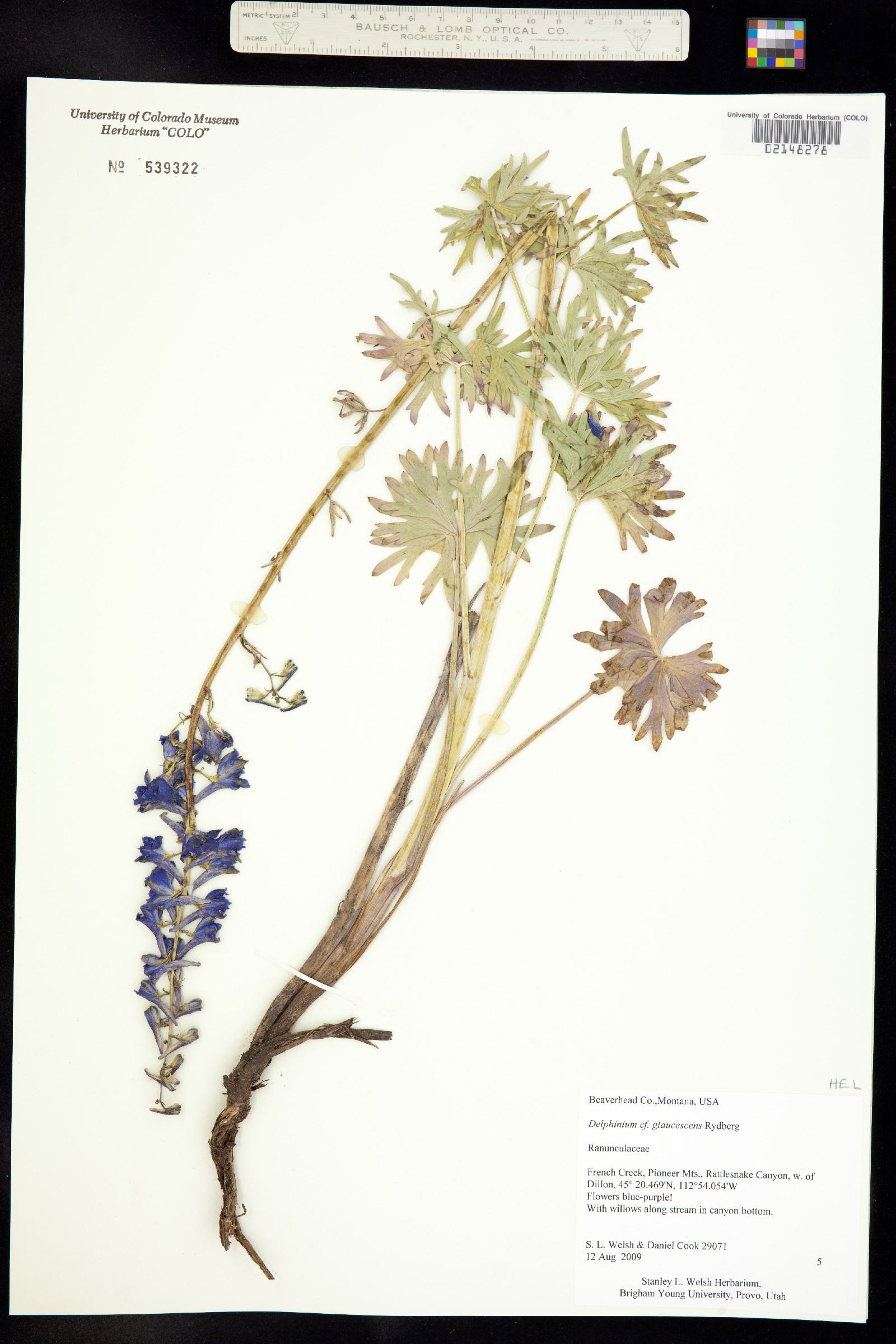 Delphinium glaucescens image