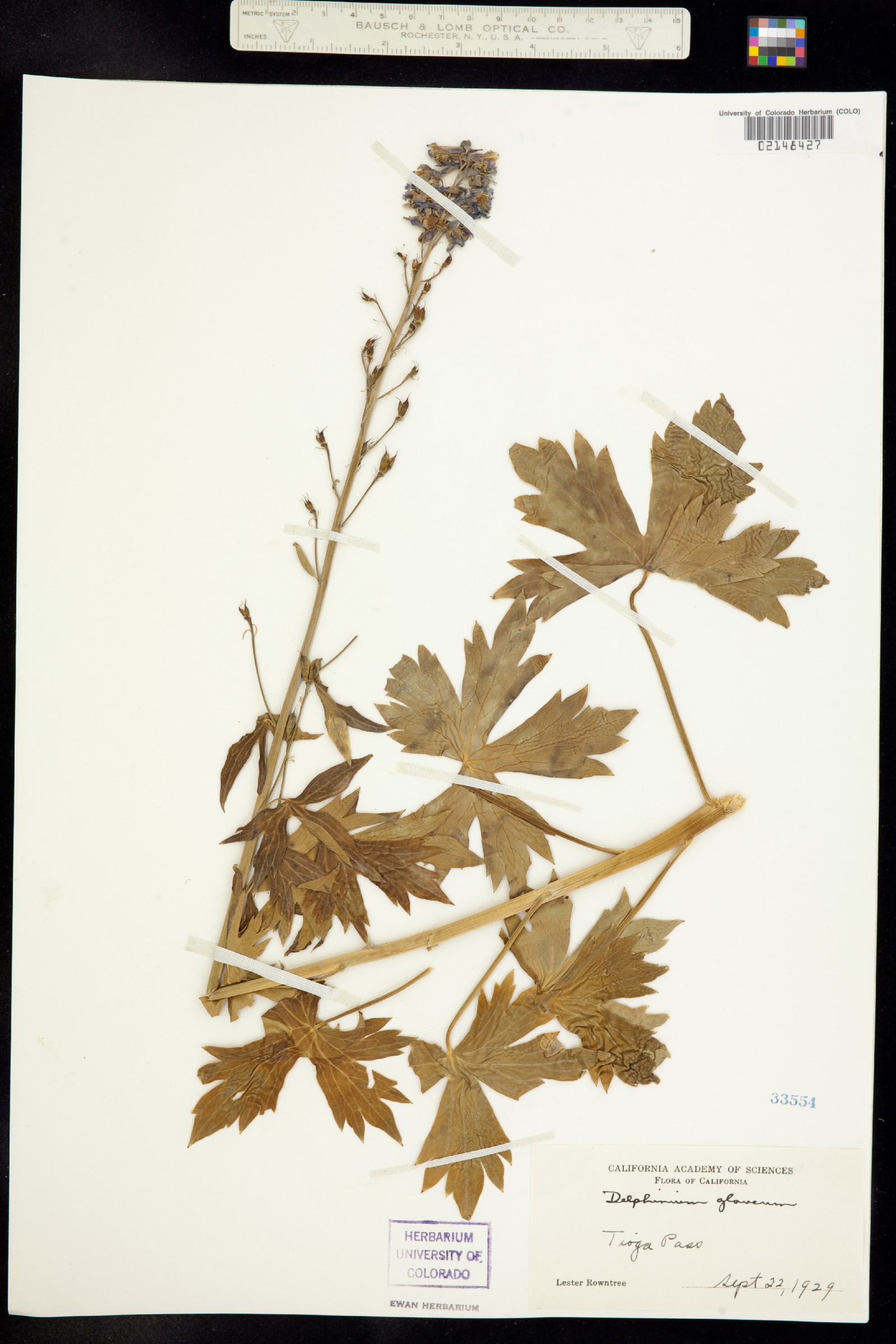 Delphinium glaucum image