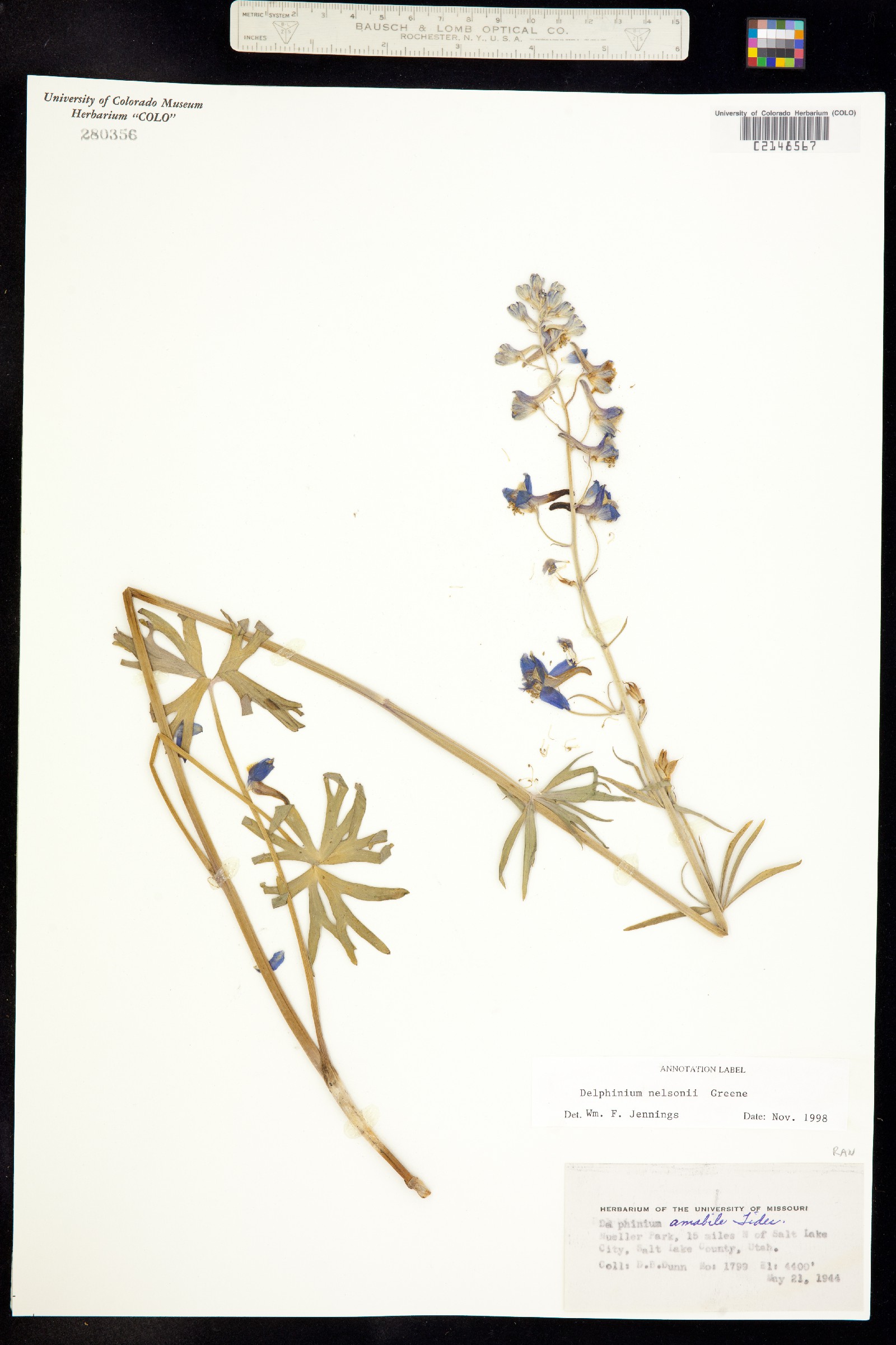 Delphinium image