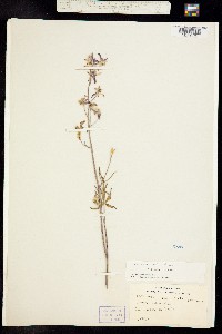 Image of Delphinium gracilentum