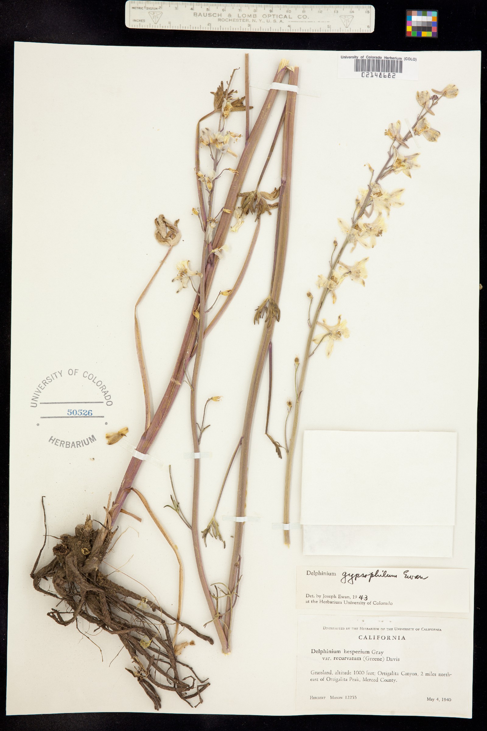 Delphinium gypsophilum image