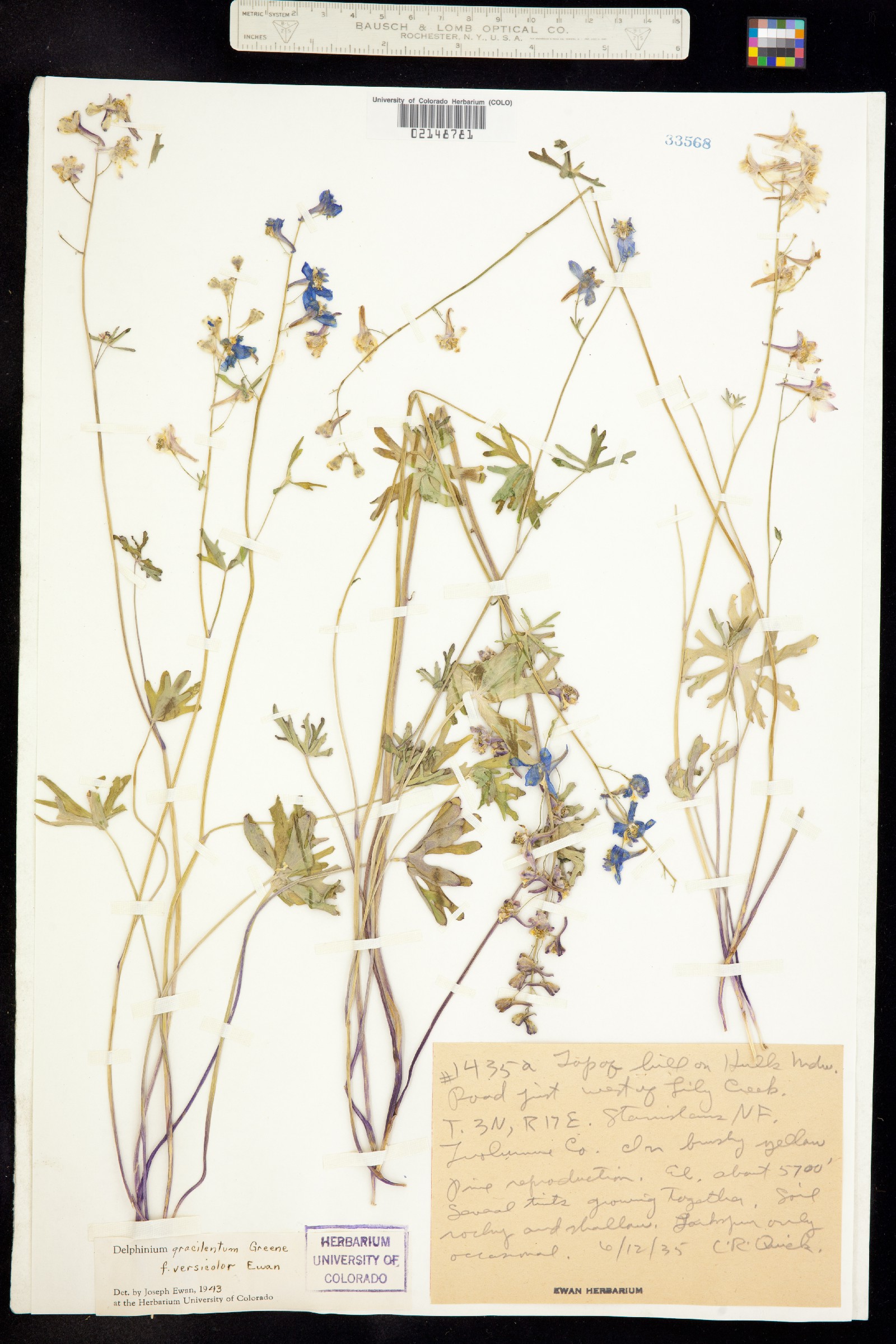 Delphinium gracilentum image