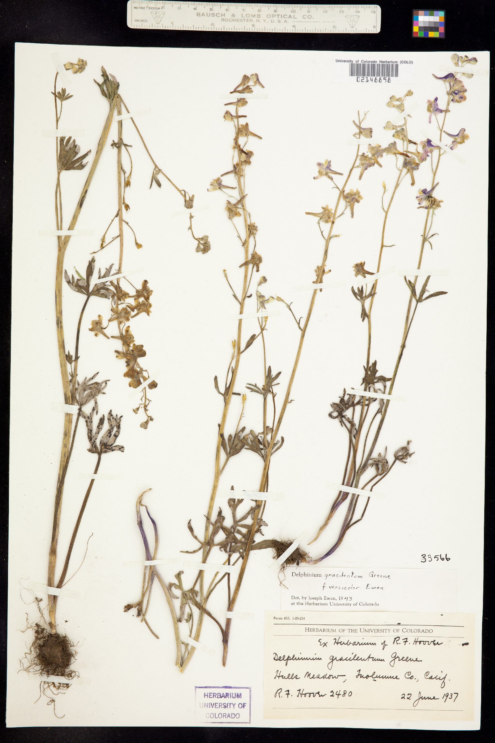 Delphinium gracilentum image