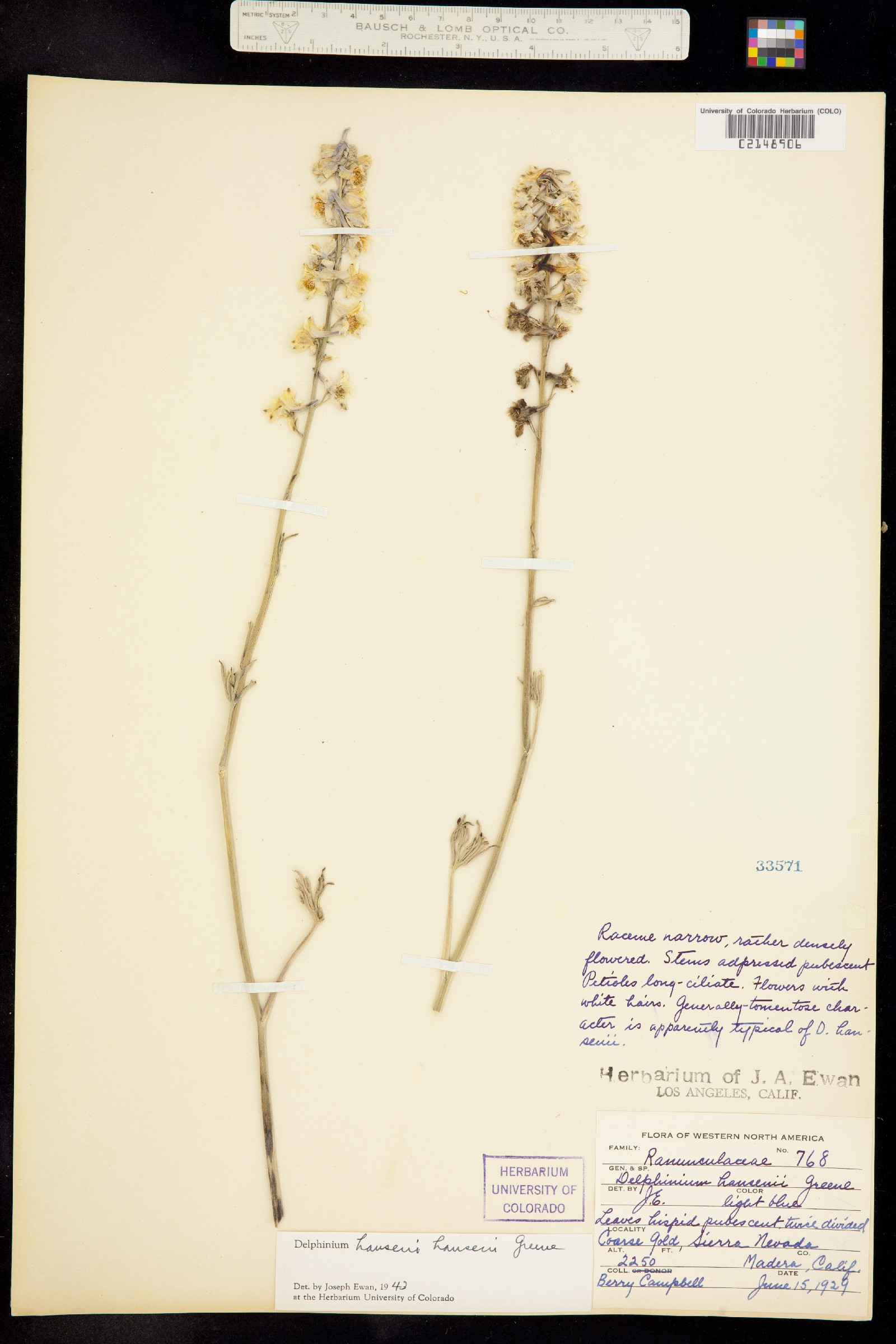 Delphinium hansenii image