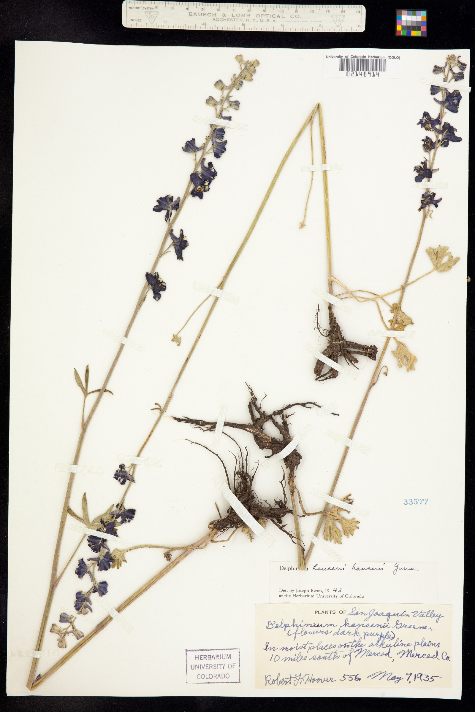 Delphinium hansenii image