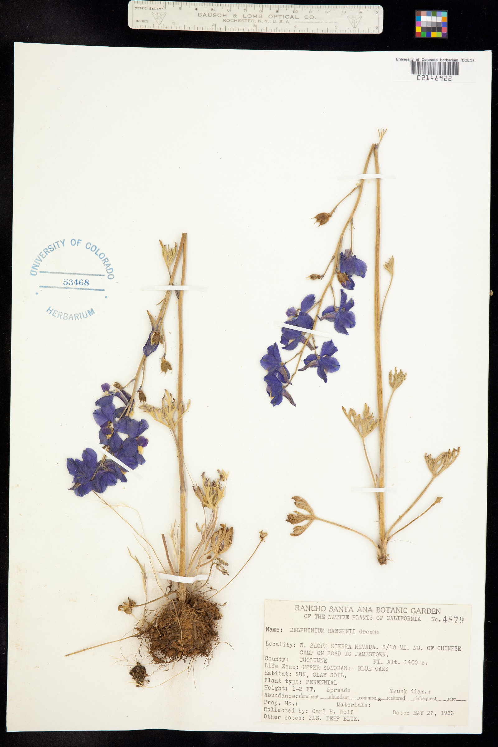 Delphinium hansenii image