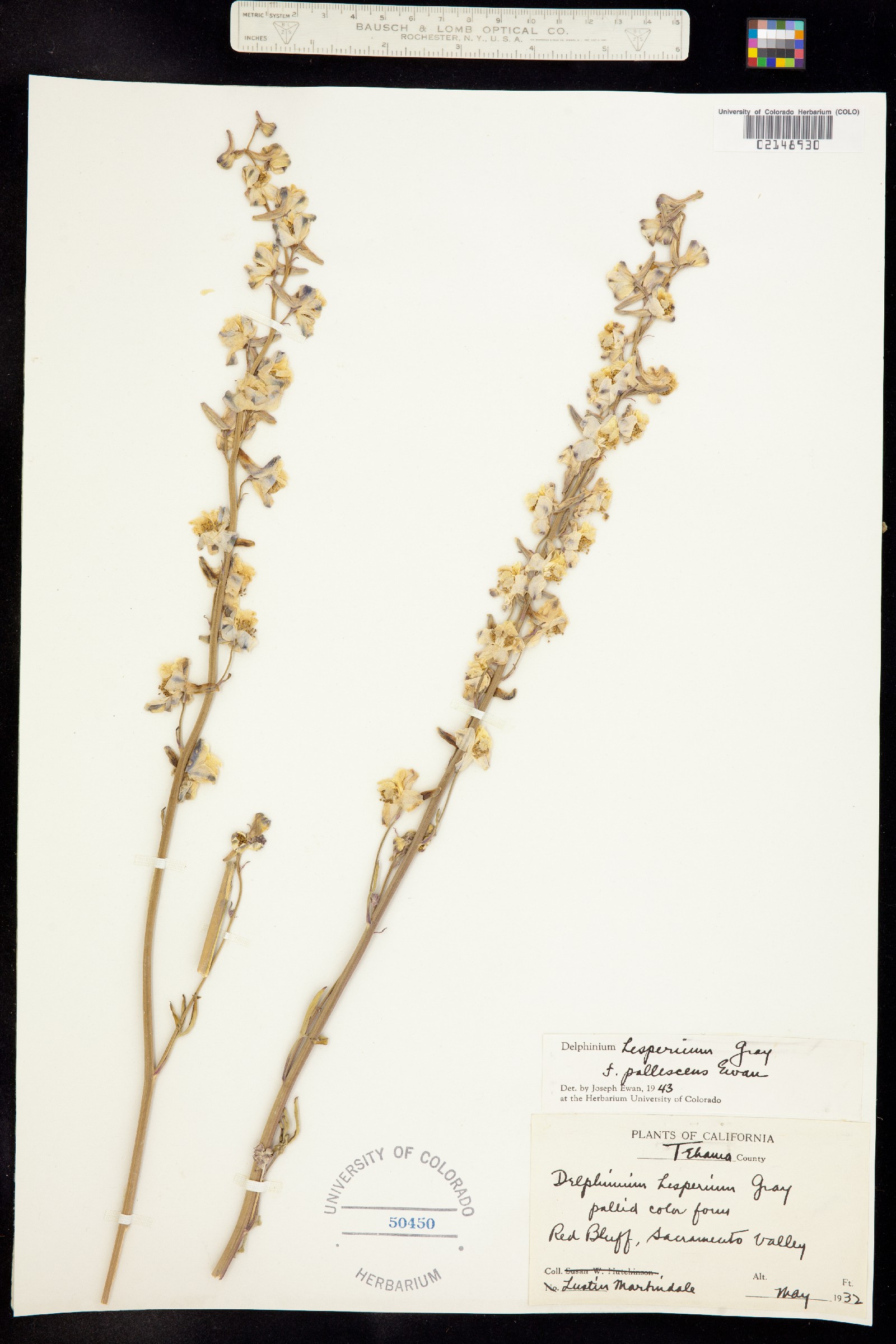 Delphinium hesperium image