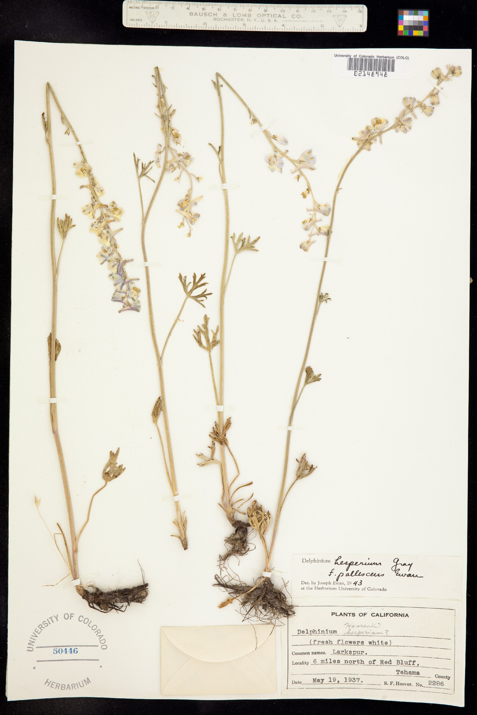 Delphinium hesperium image