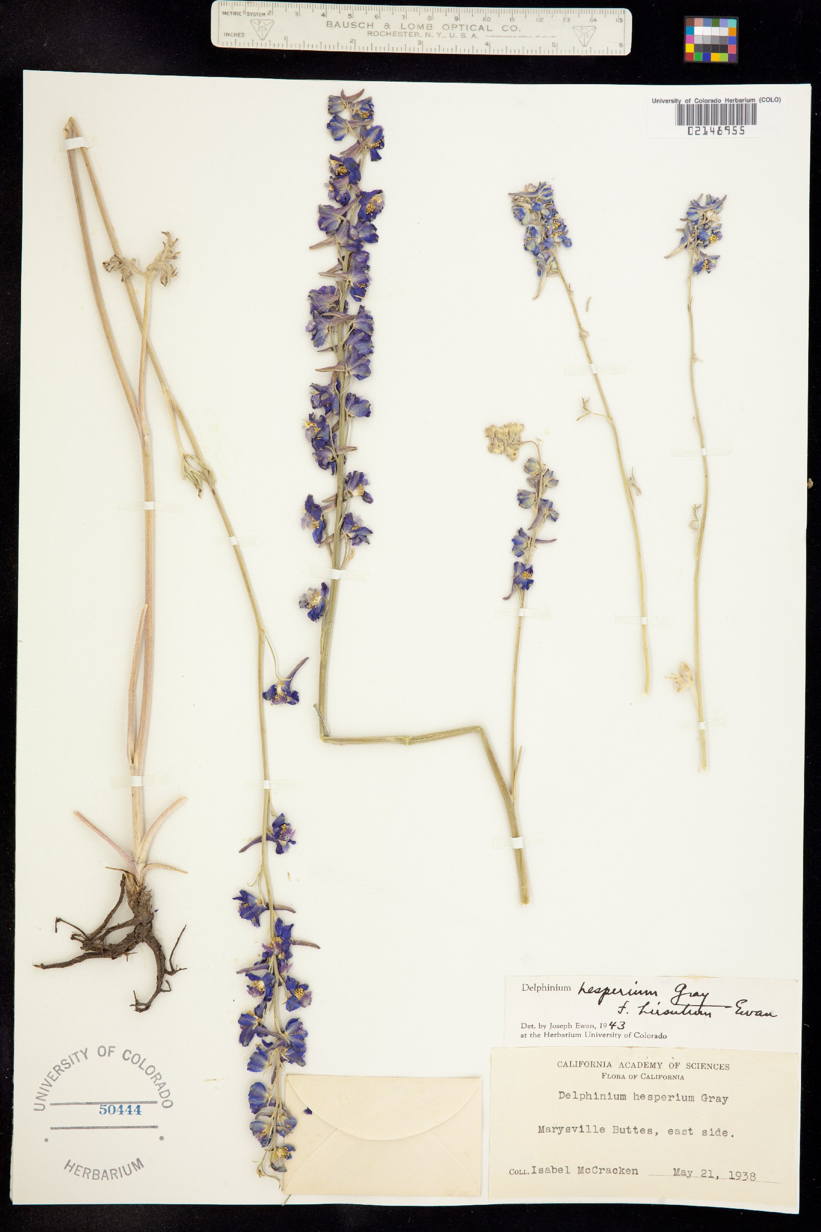 Delphinium hesperium image