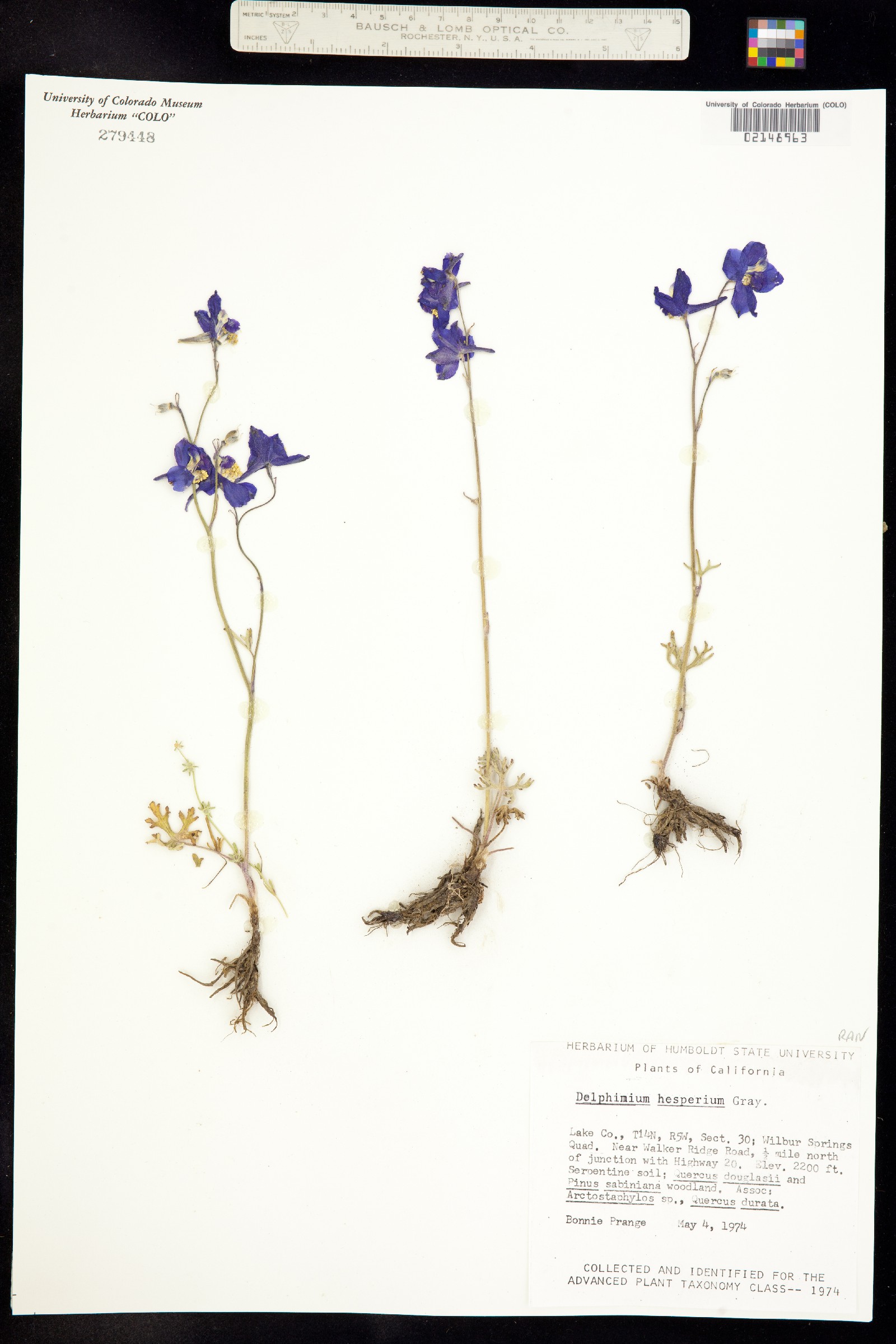 Delphinium hesperium image