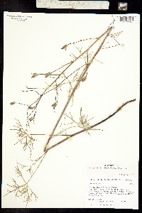 Delphinium leptophyllum image