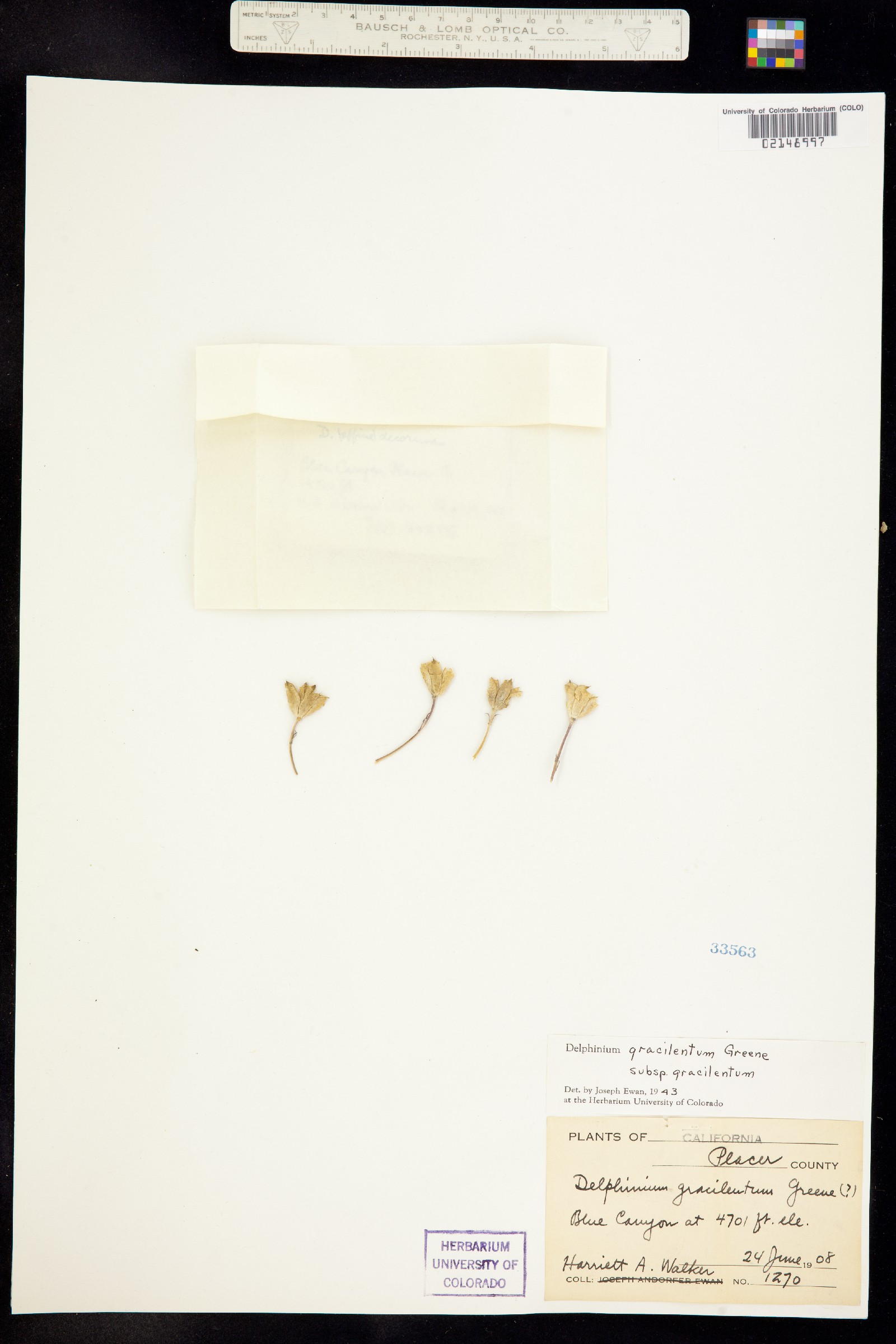 Delphinium gracilentum image