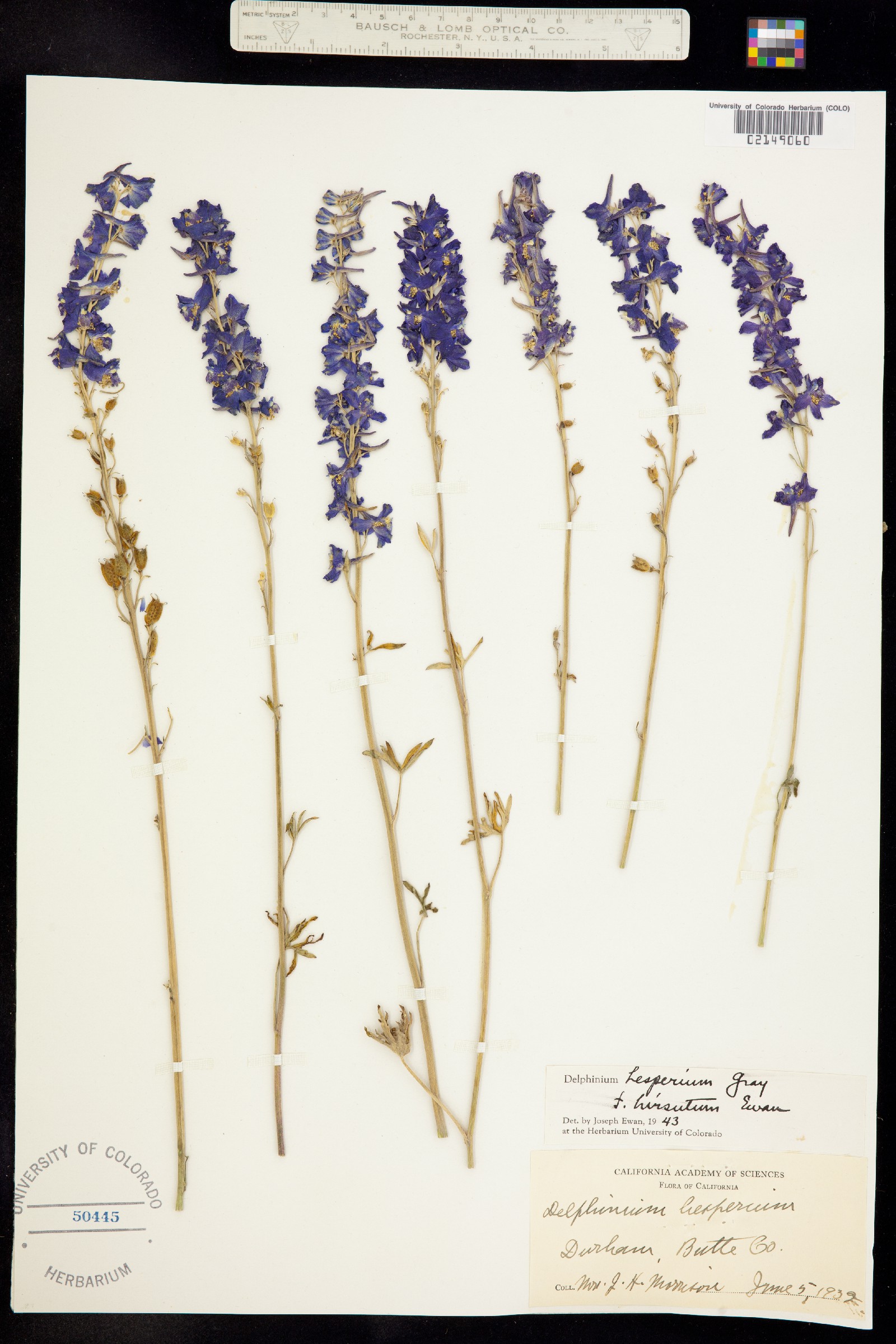 Delphinium hesperium image