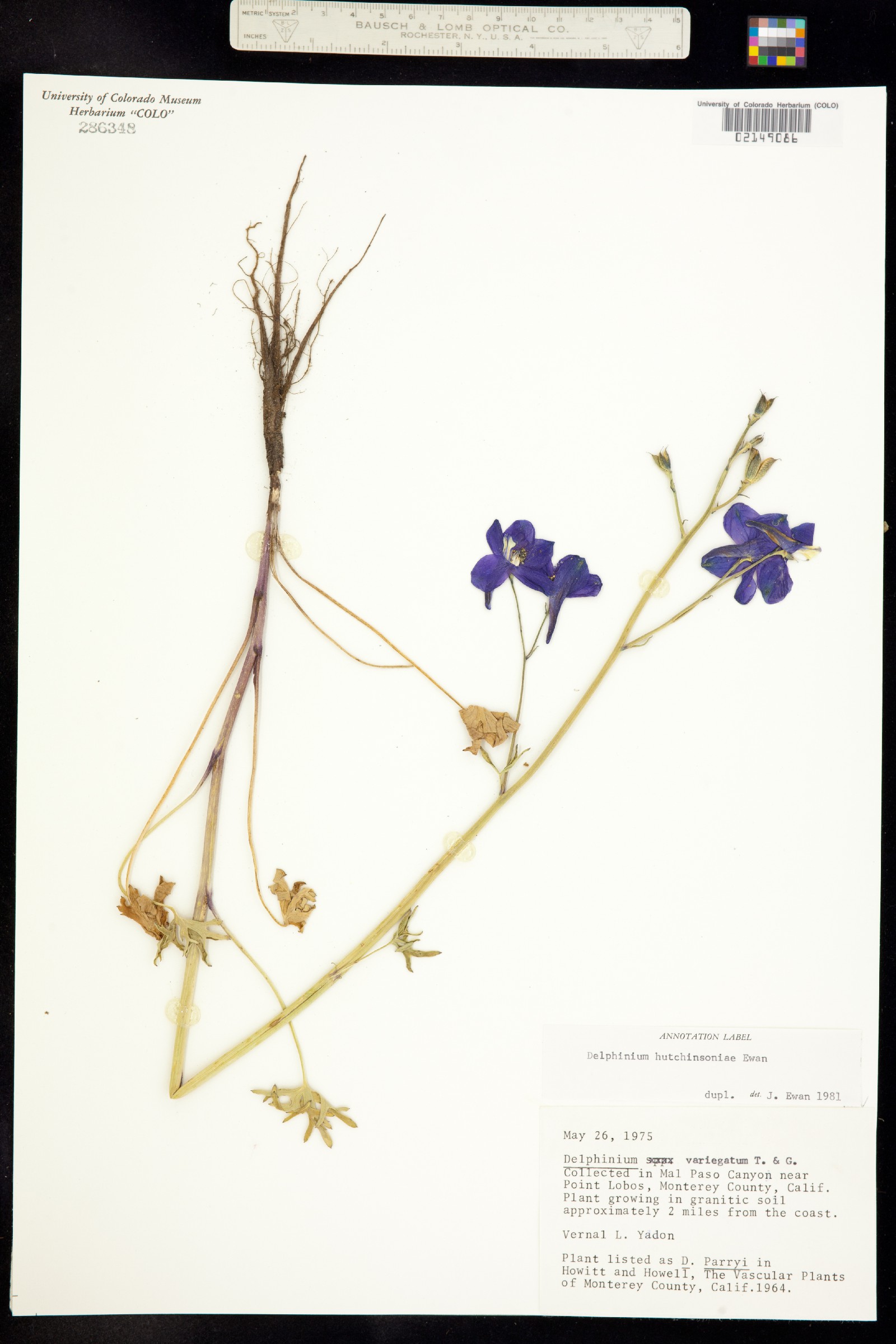 Delphinium hutchinsoniae image