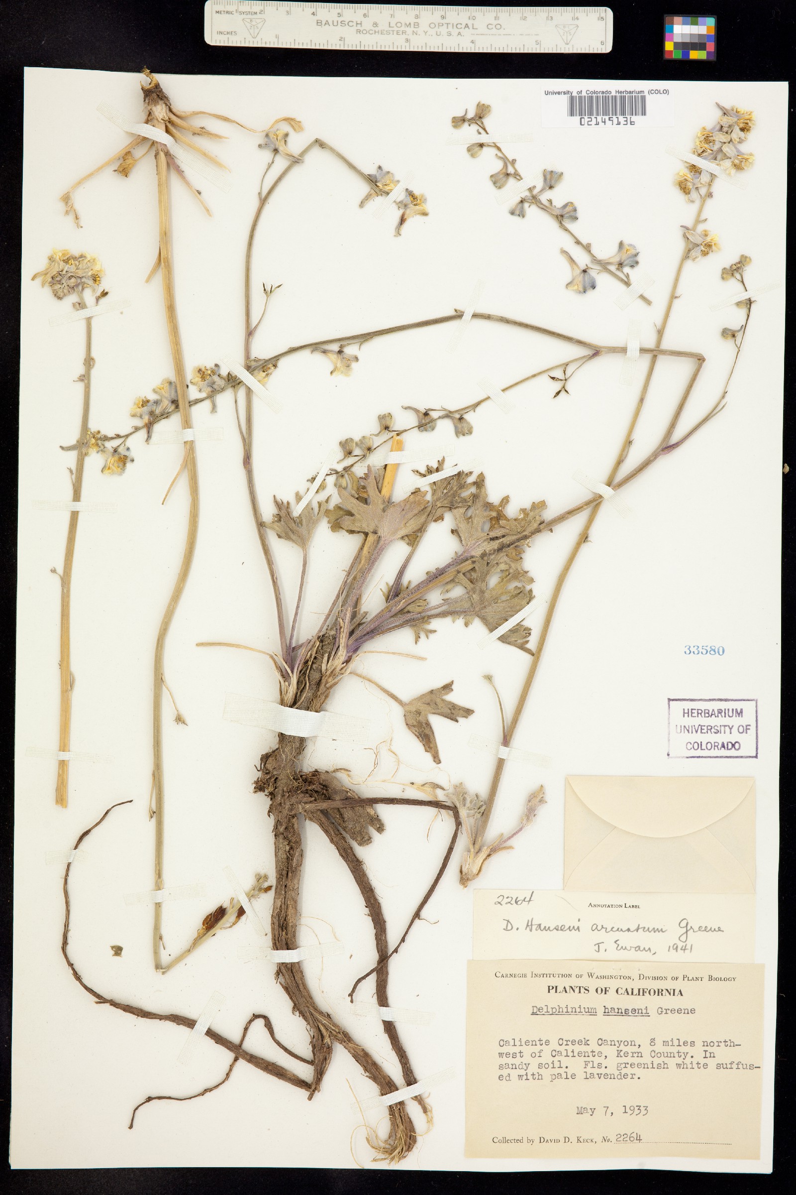Delphinium hansenii image