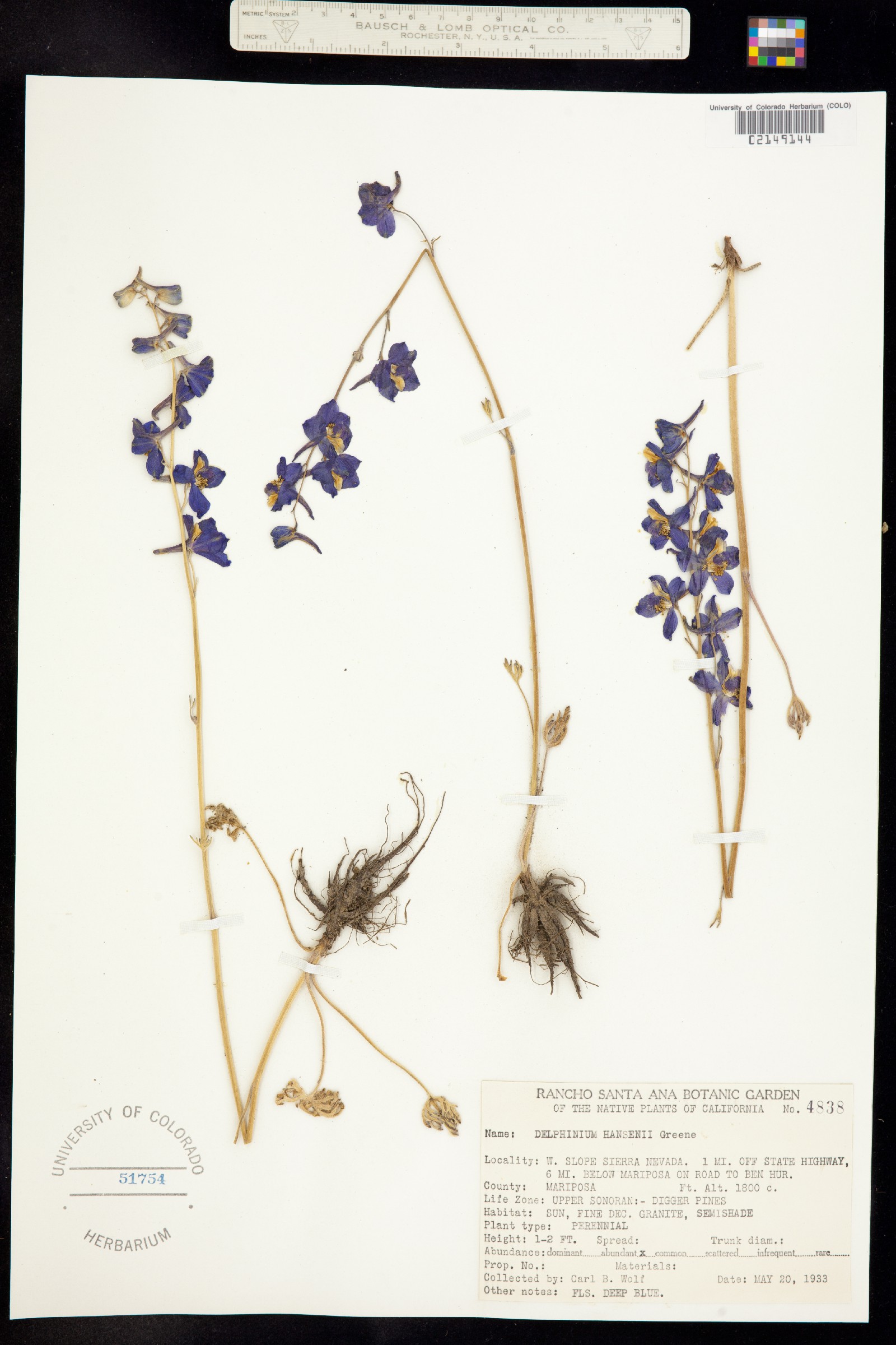 Delphinium hansenii image