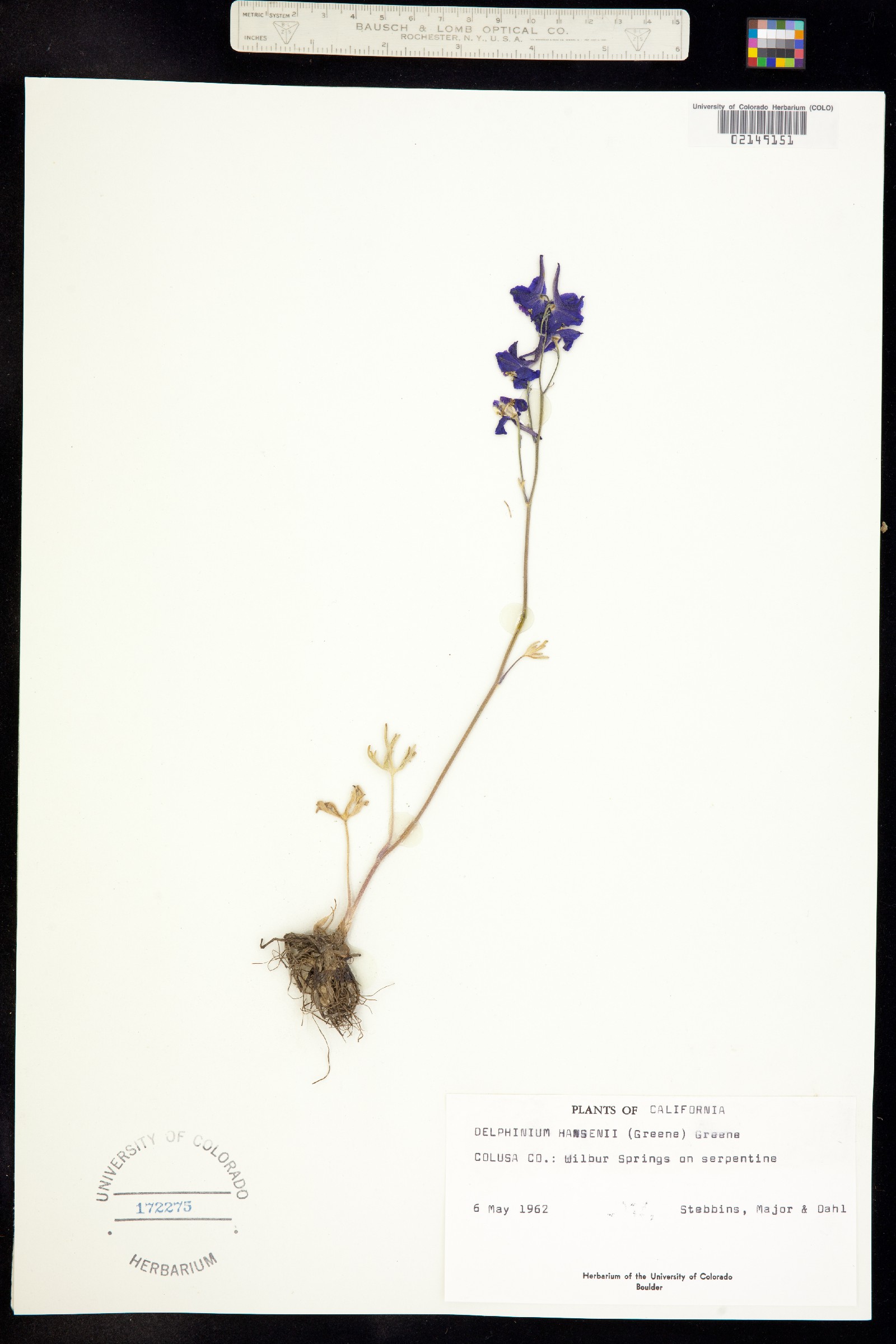 Delphinium hansenii image