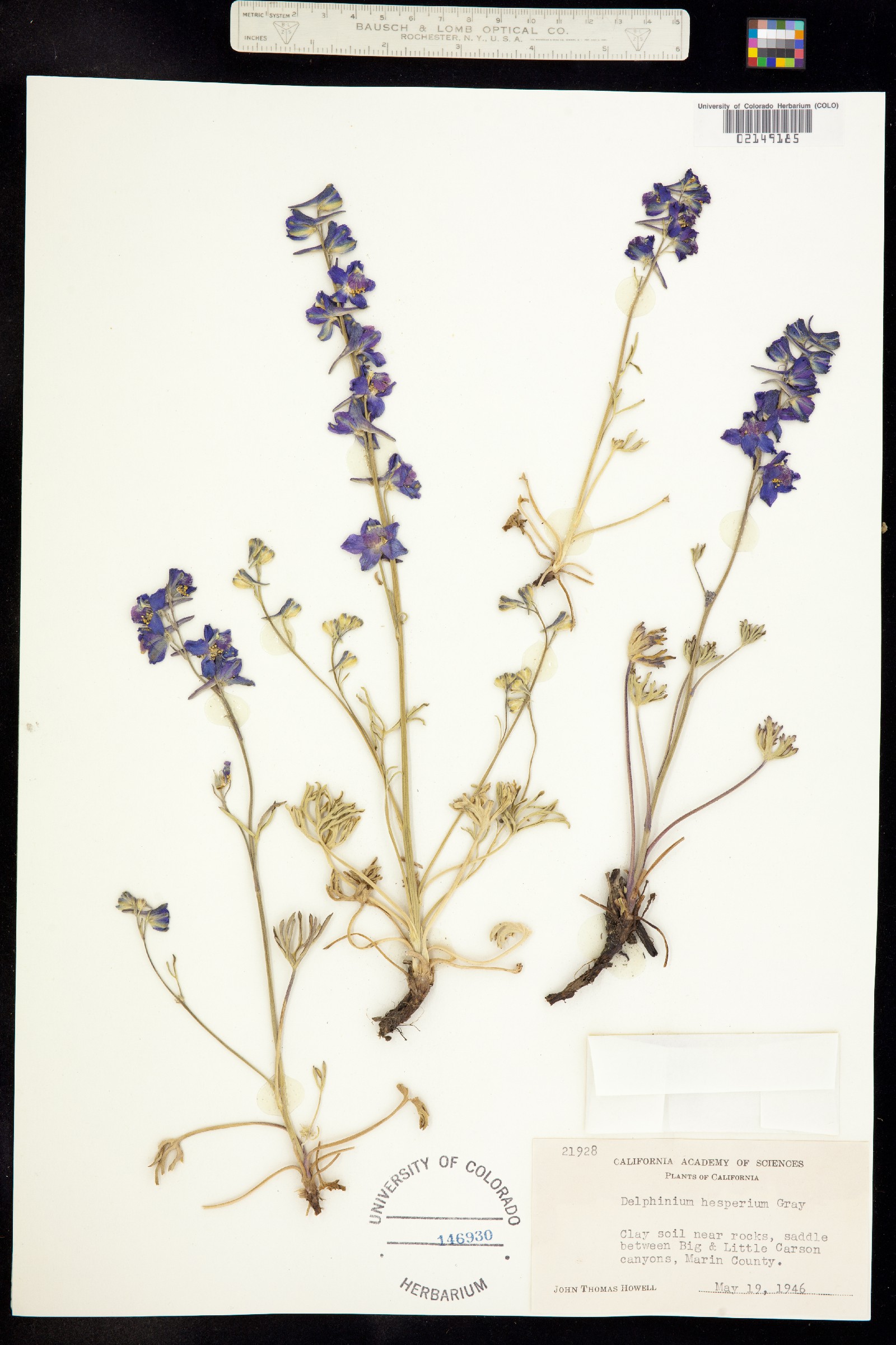 Delphinium hesperium image