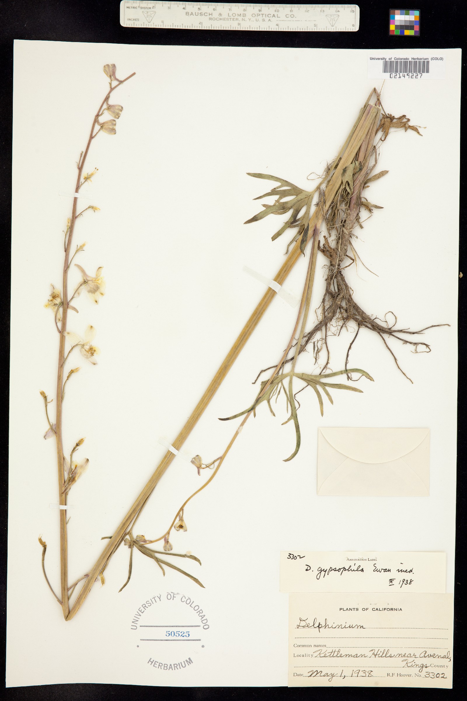 Delphinium gypsophilum image