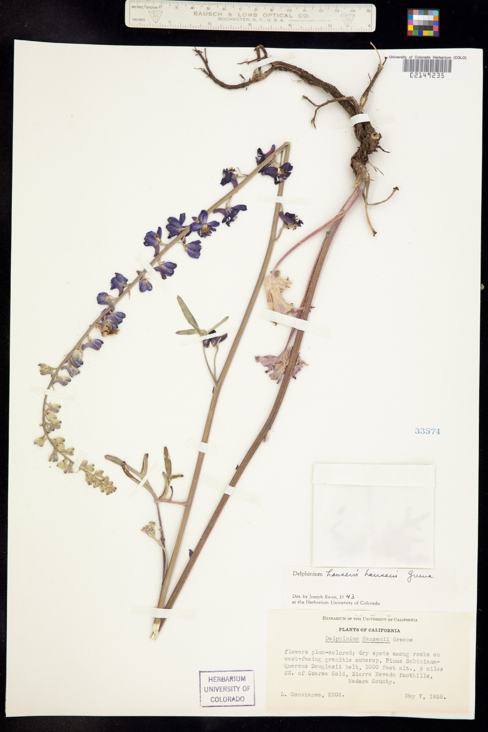 Delphinium hansenii image