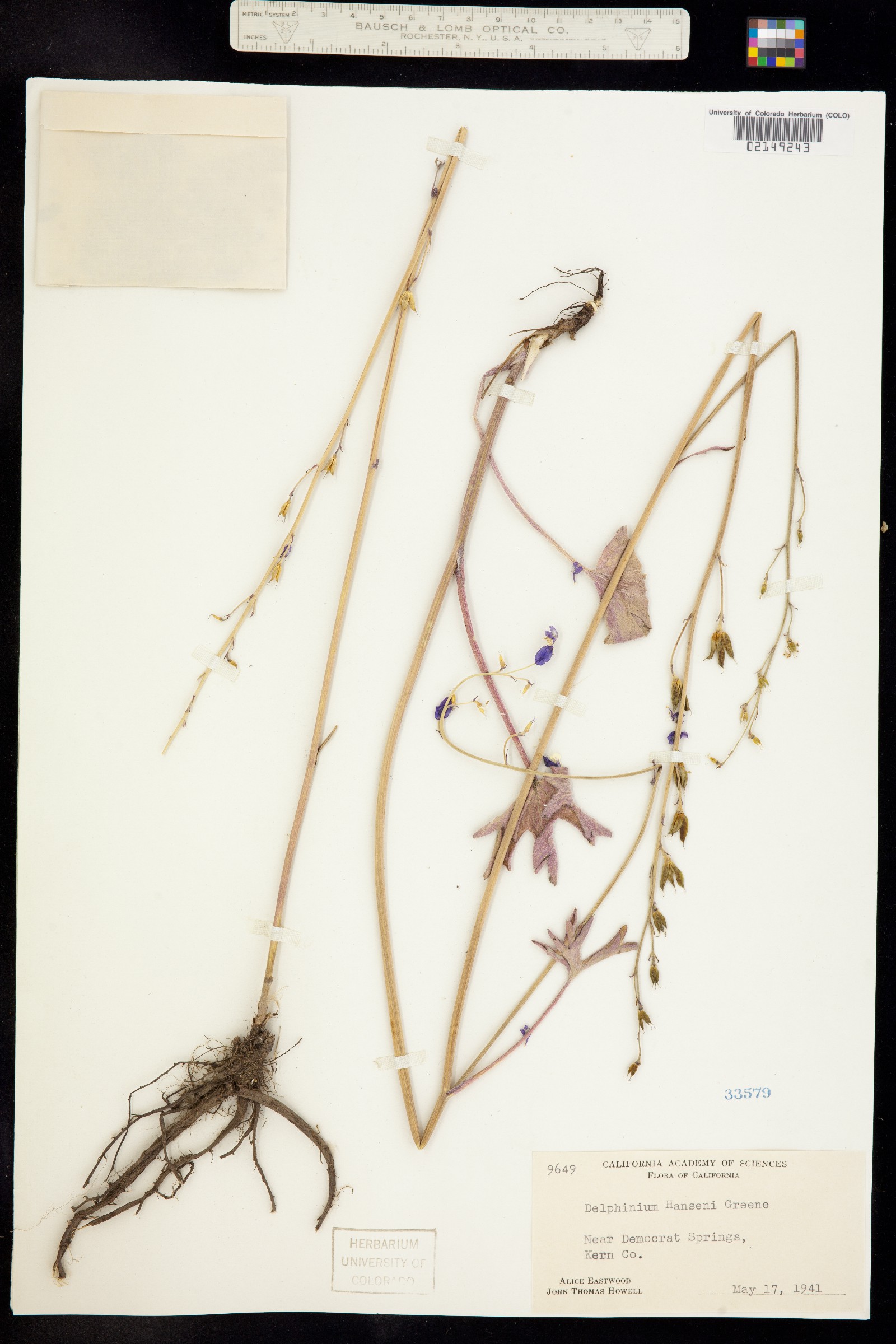 Delphinium hansenii image