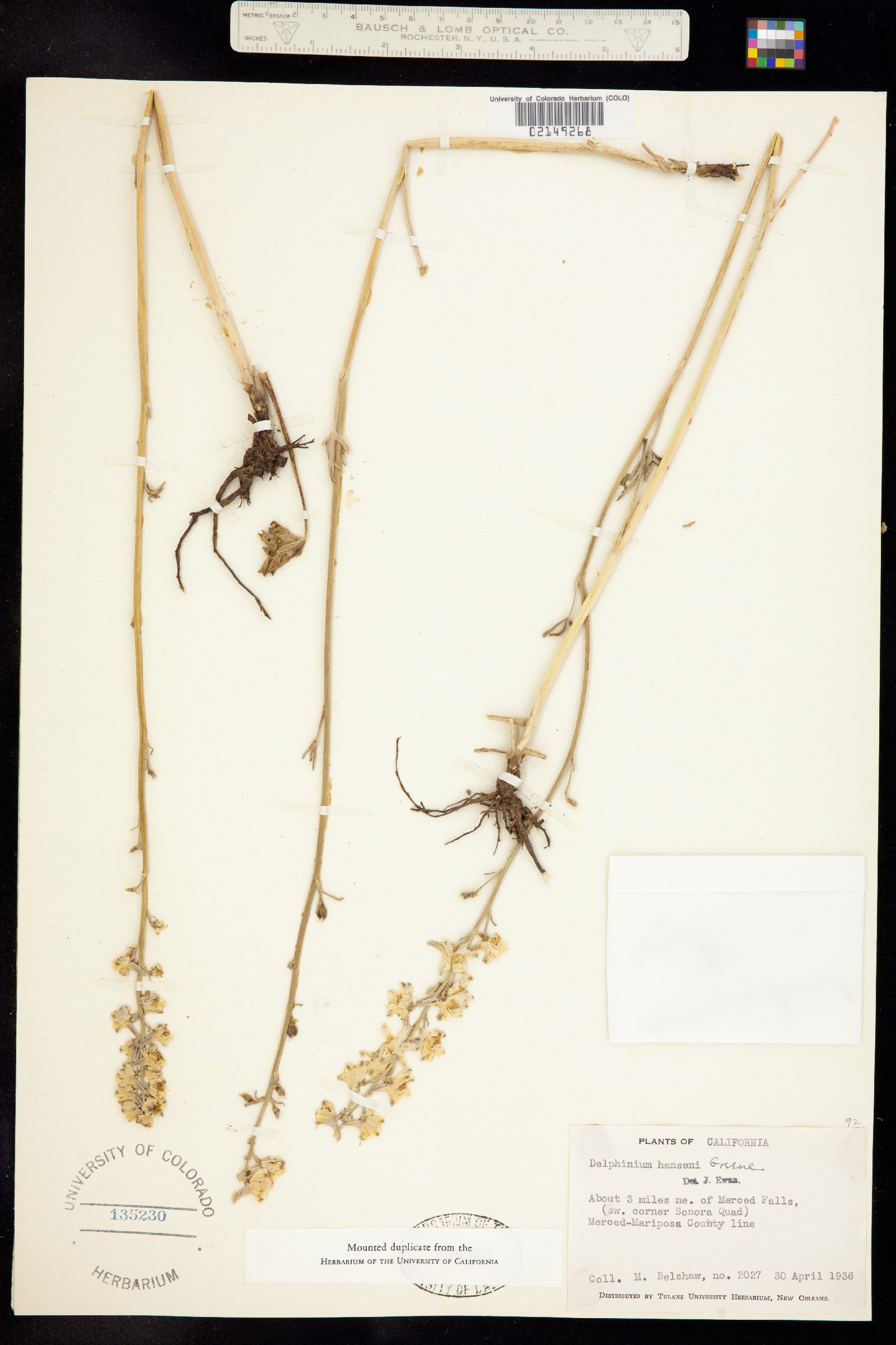 Delphinium hansenii image