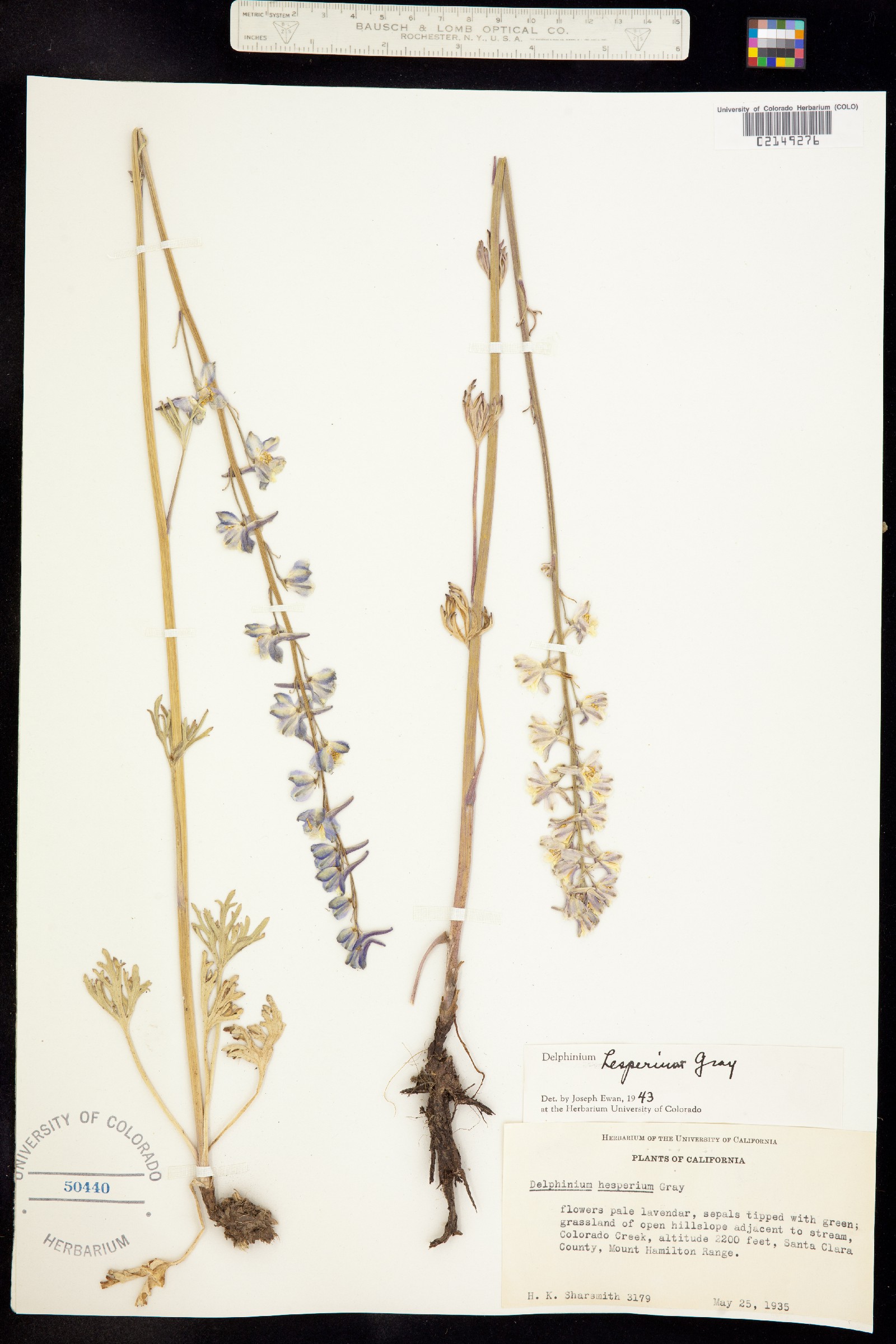 Delphinium hesperium image