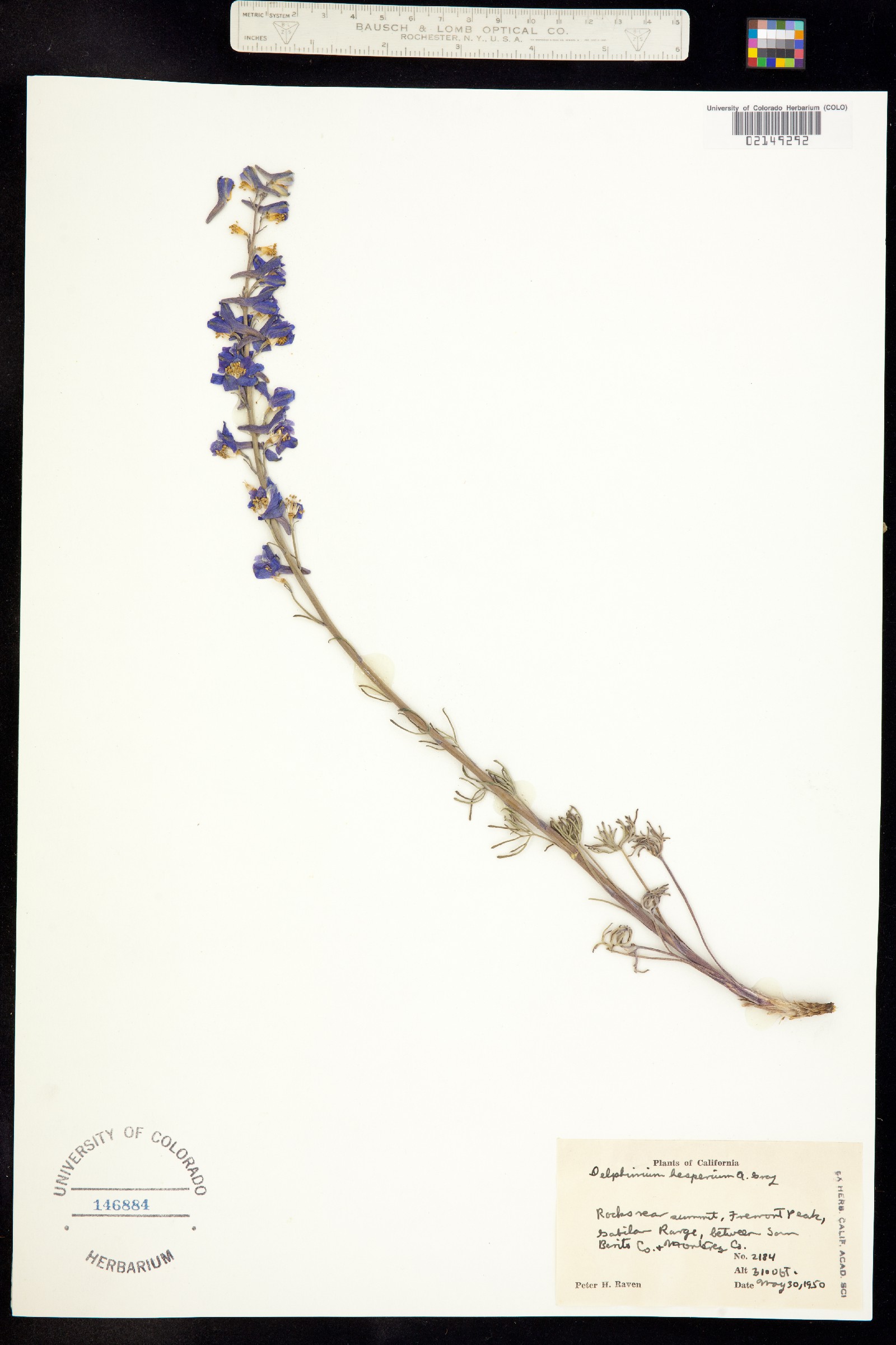 Delphinium hesperium image