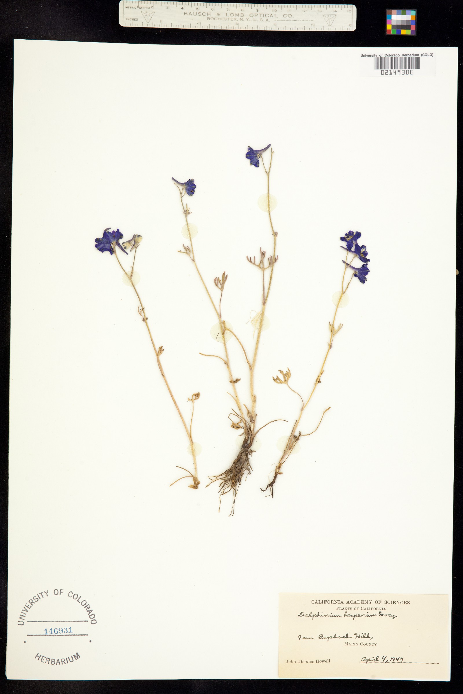 Delphinium hesperium image