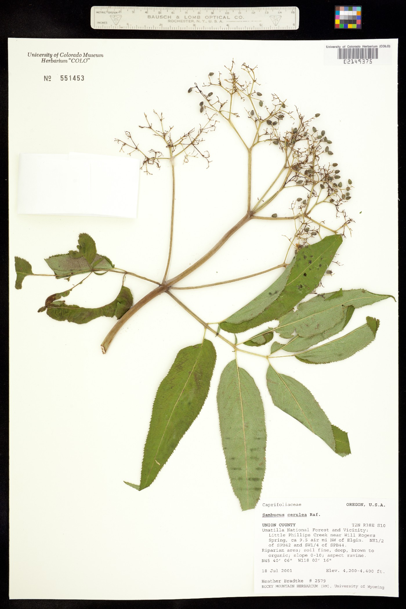 Sambucus coerulea image