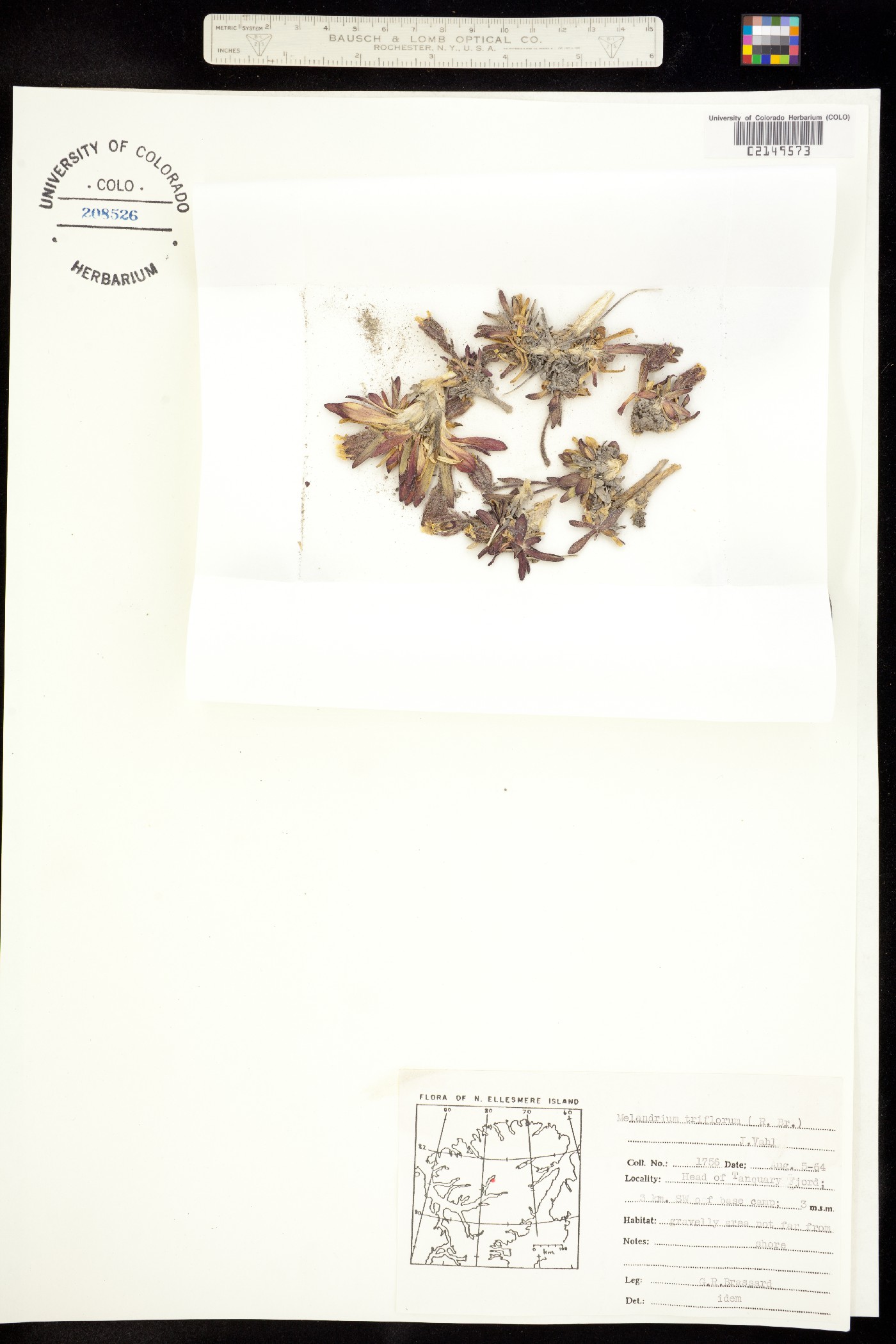 Gastrolychnis triflora image