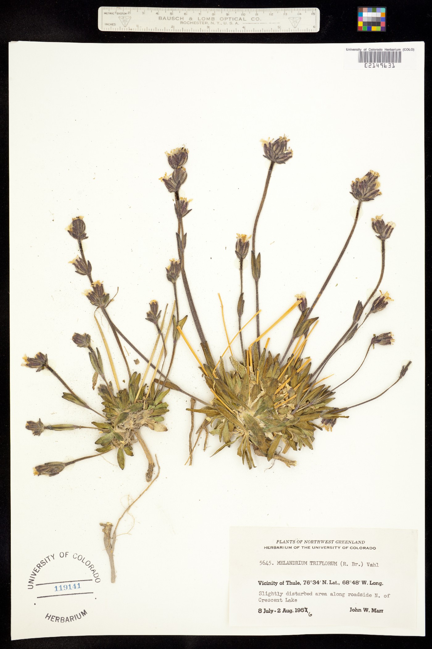 Gastrolychnis triflora image