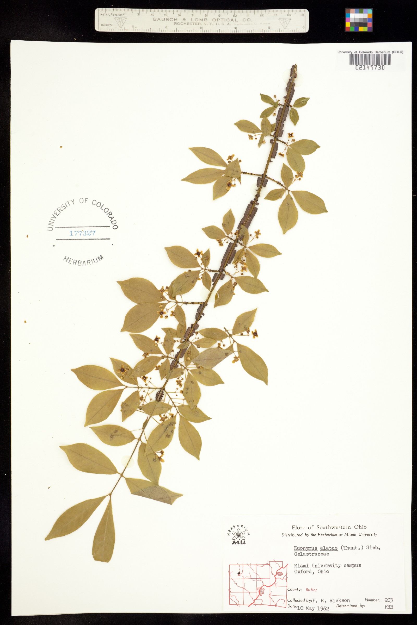 Euonymus alatus image
