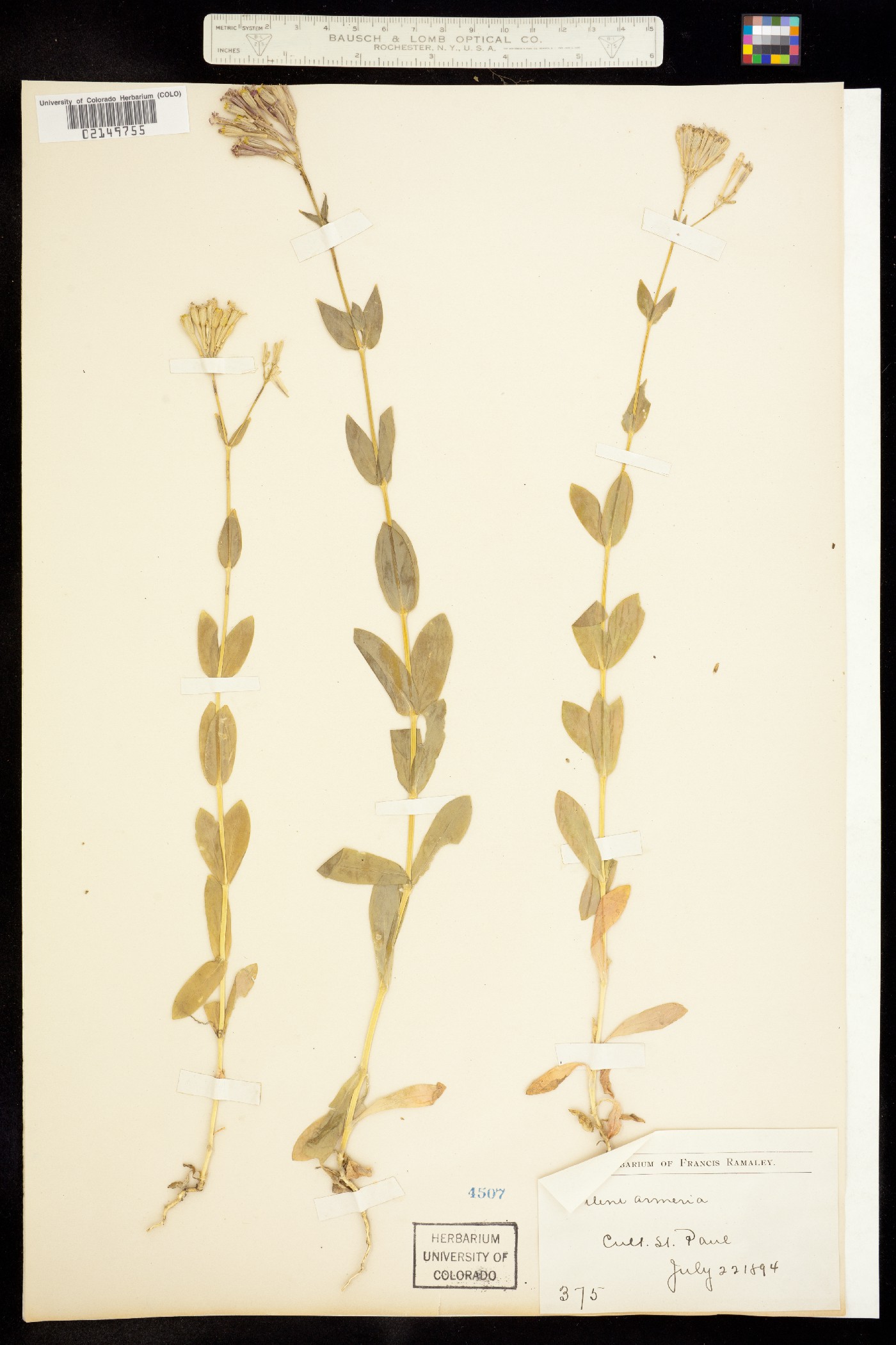 Silene armeria image