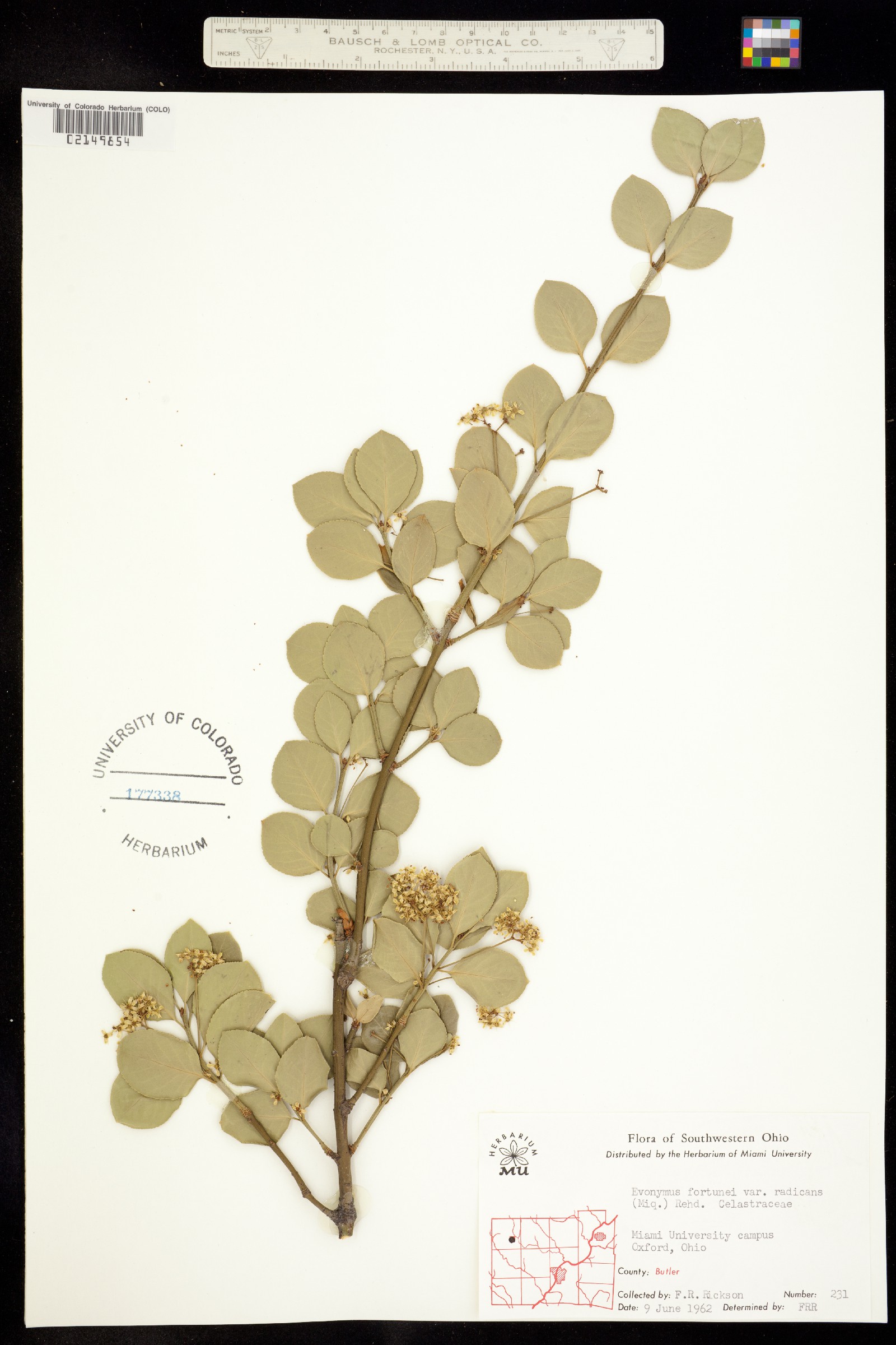 Euonymus fortunei image