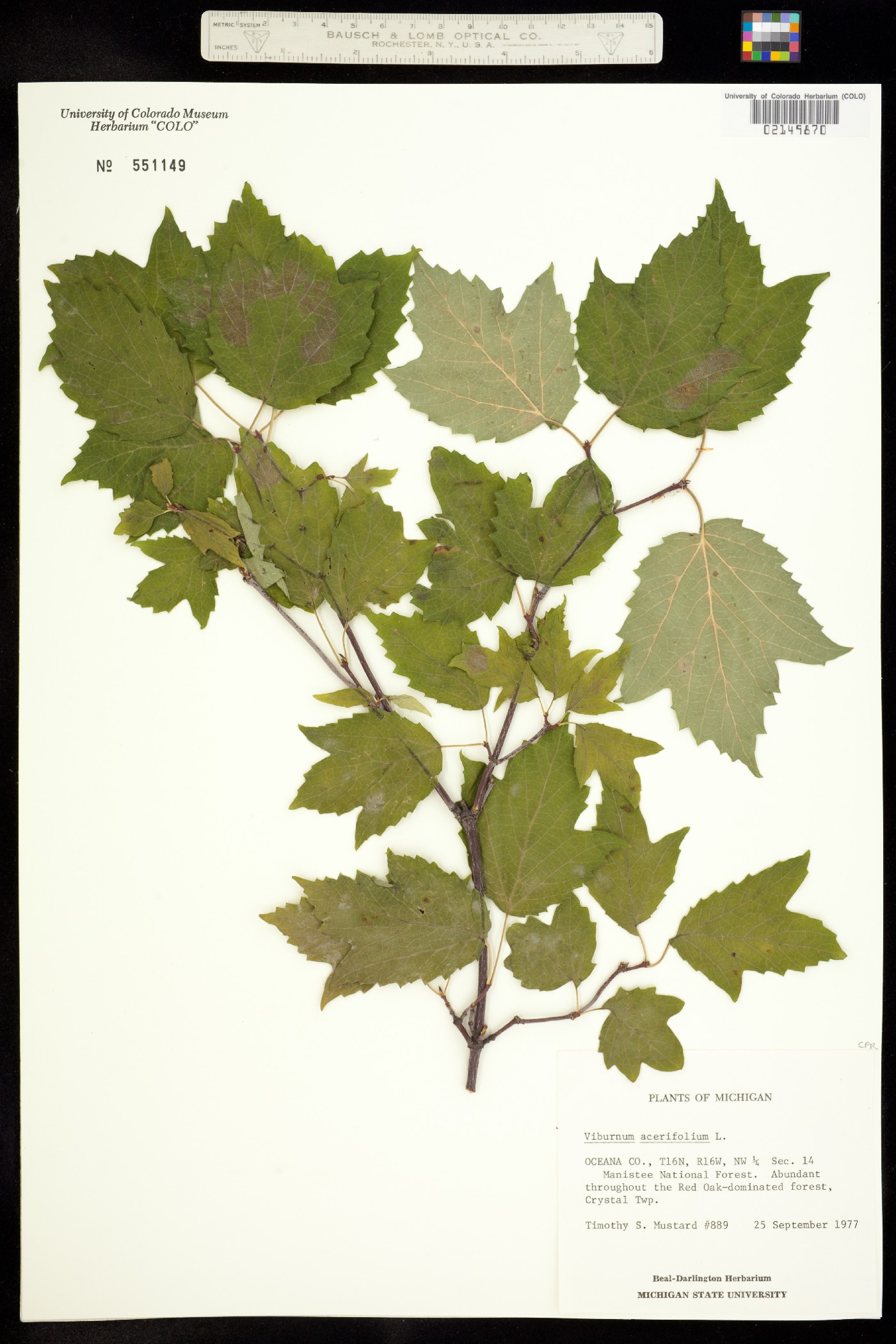 Viburnum acerifolium image