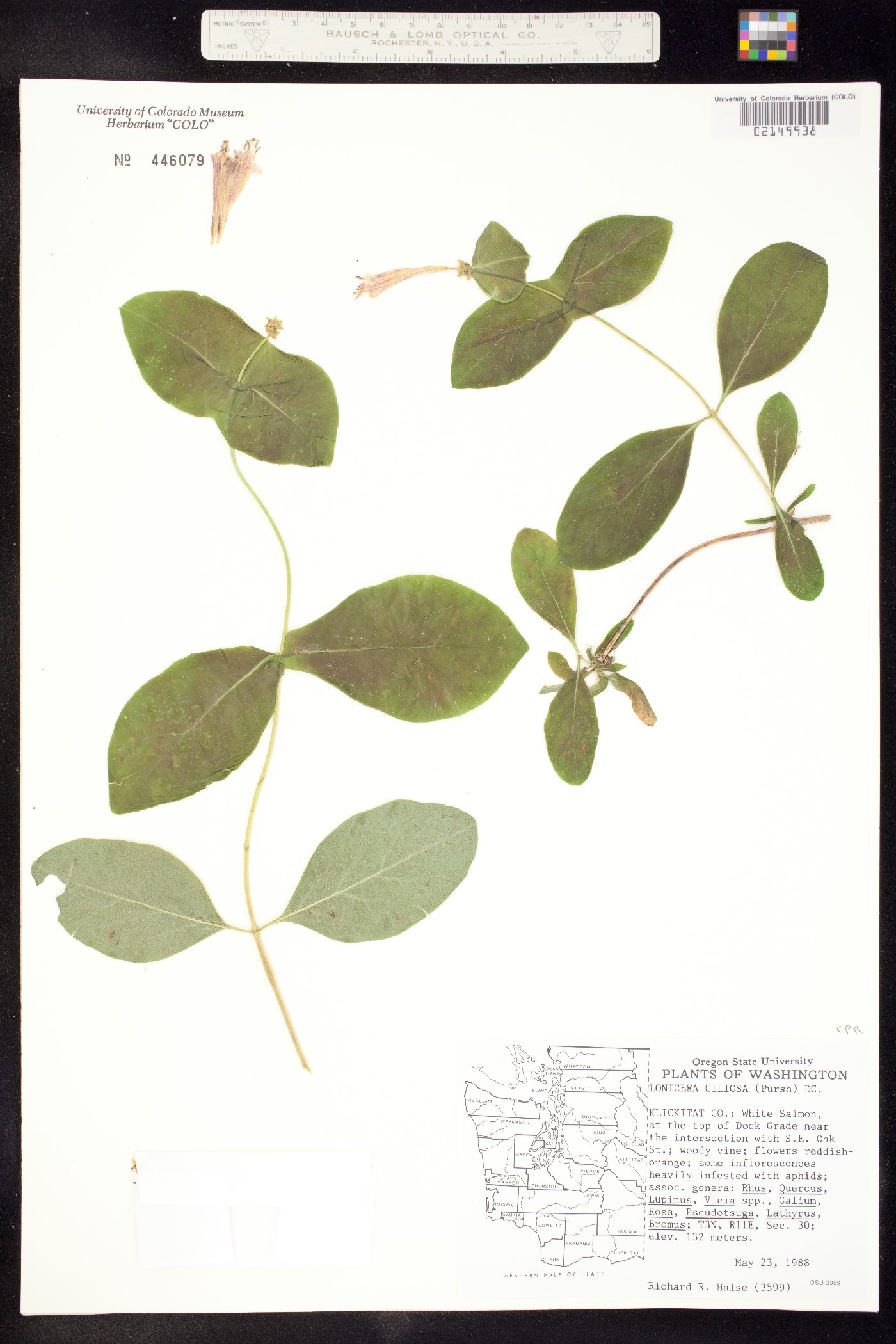 Lonicera ciliosa image