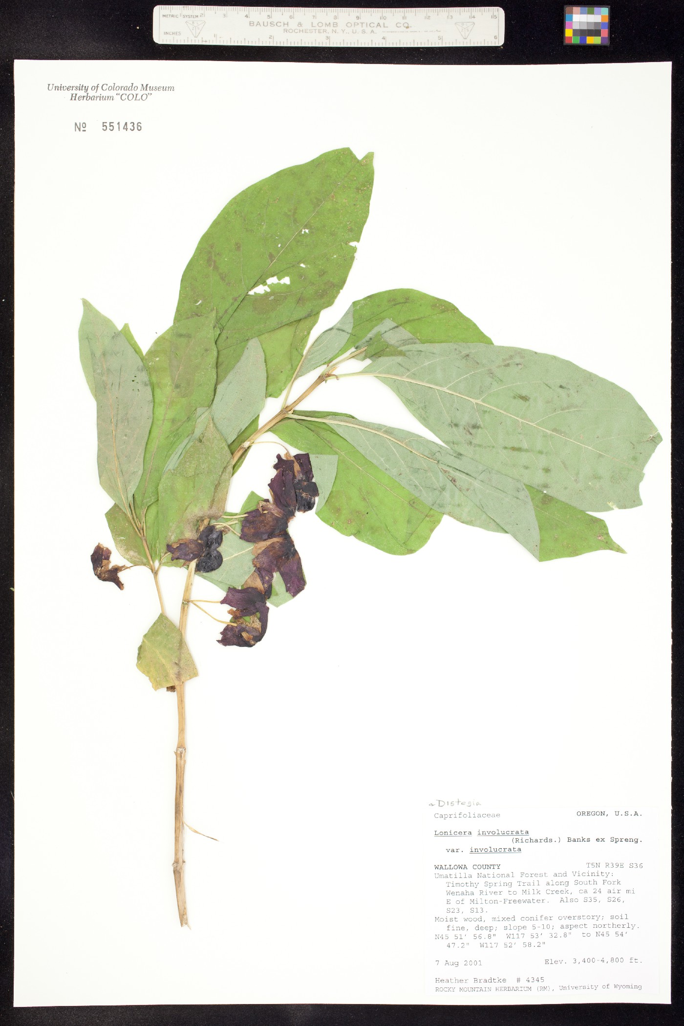 Lonicera involucrata image