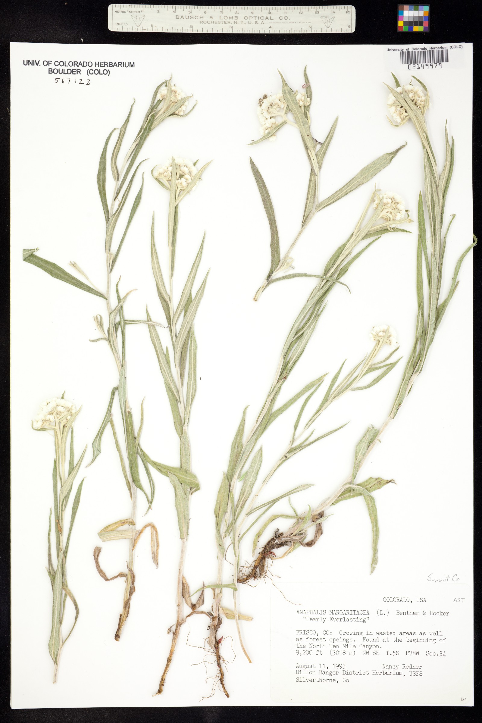 Anaphalis margaritacea image