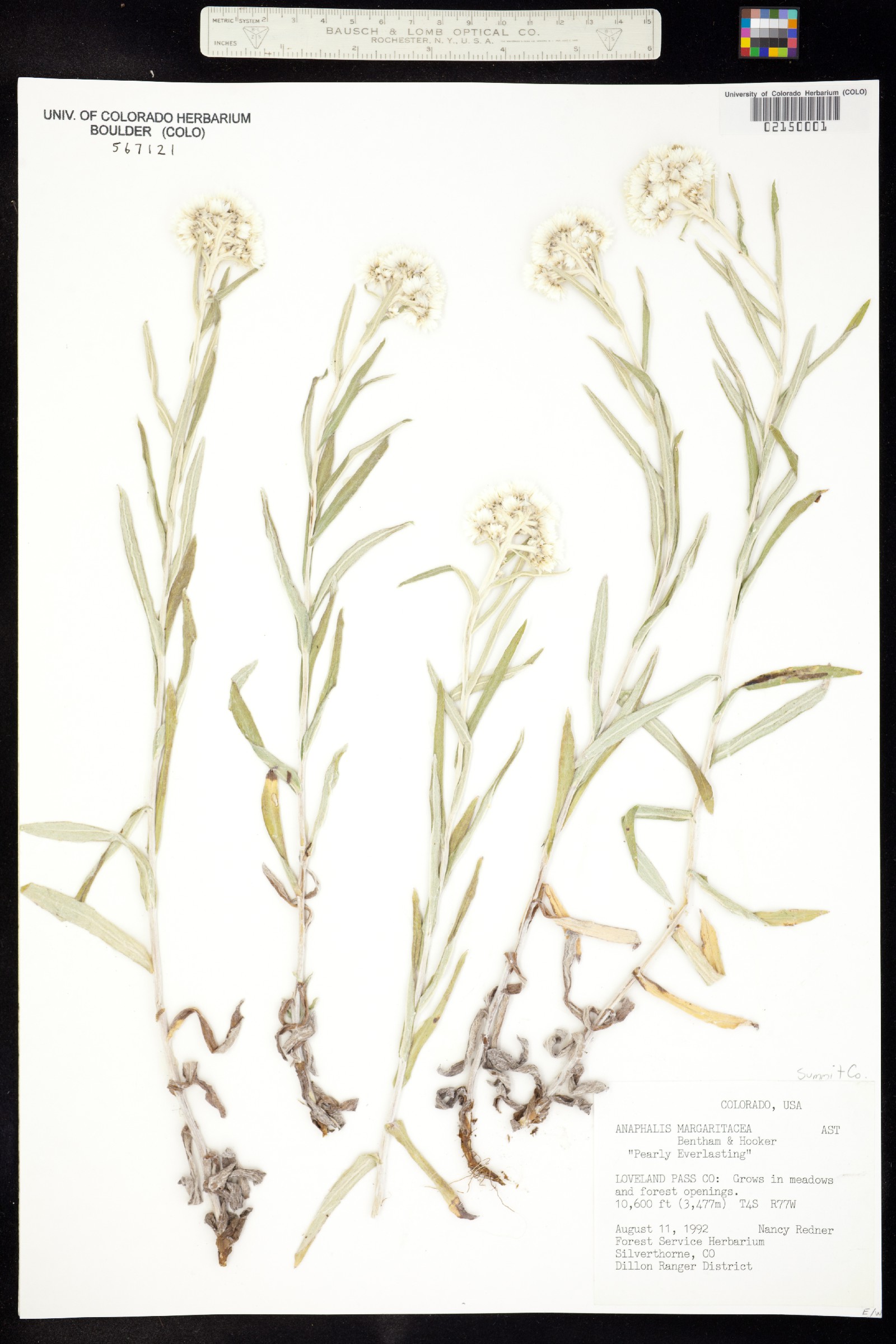 Anaphalis margaritacea image