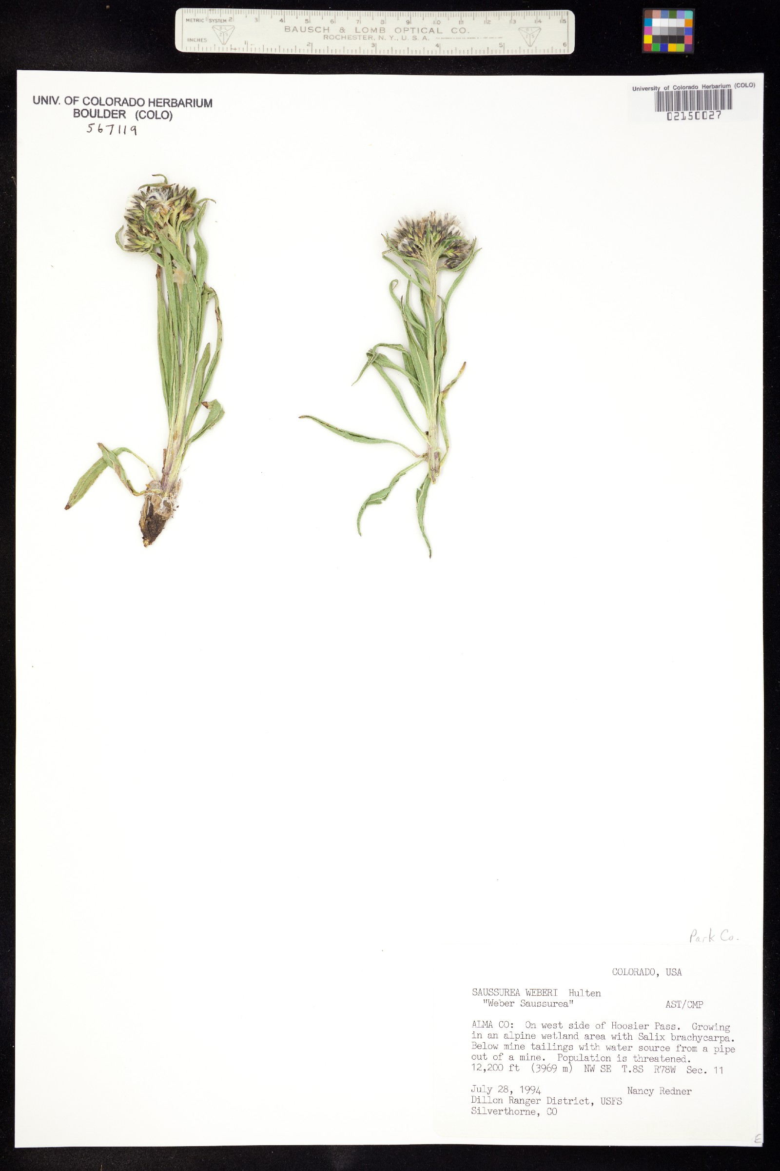 Saussurea weberi image