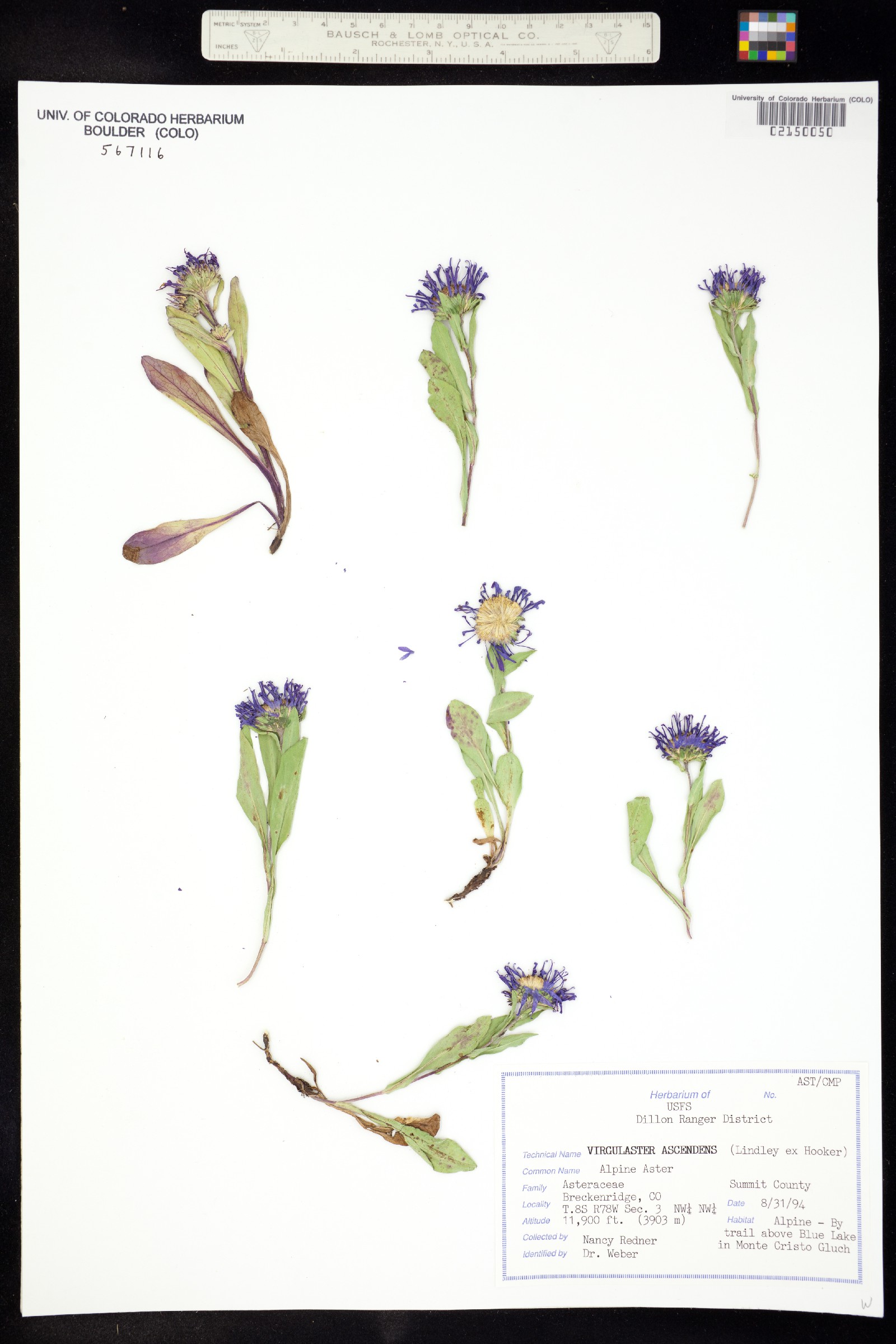 Symphyotrichum ascendens image