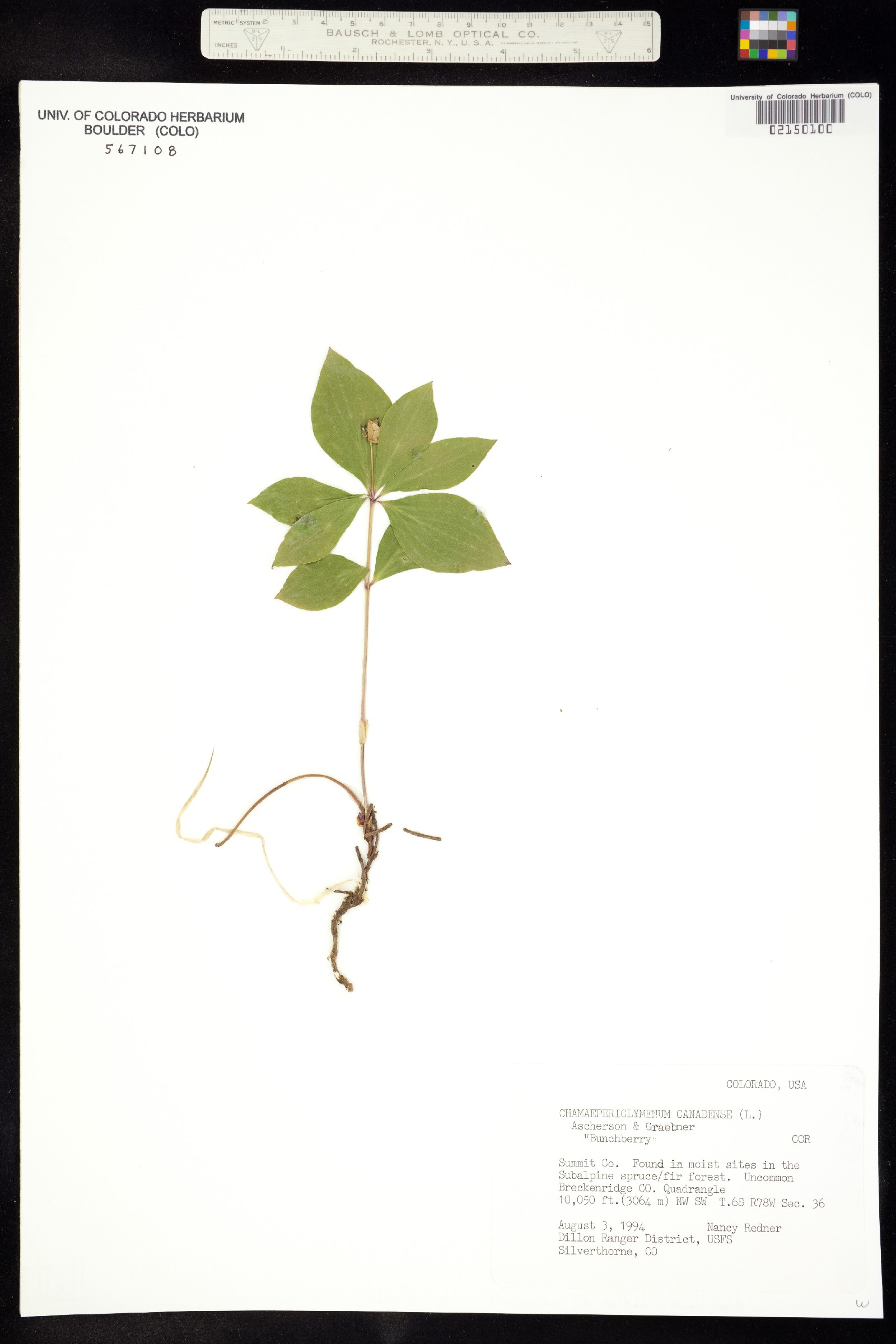 Cornus canadensis image