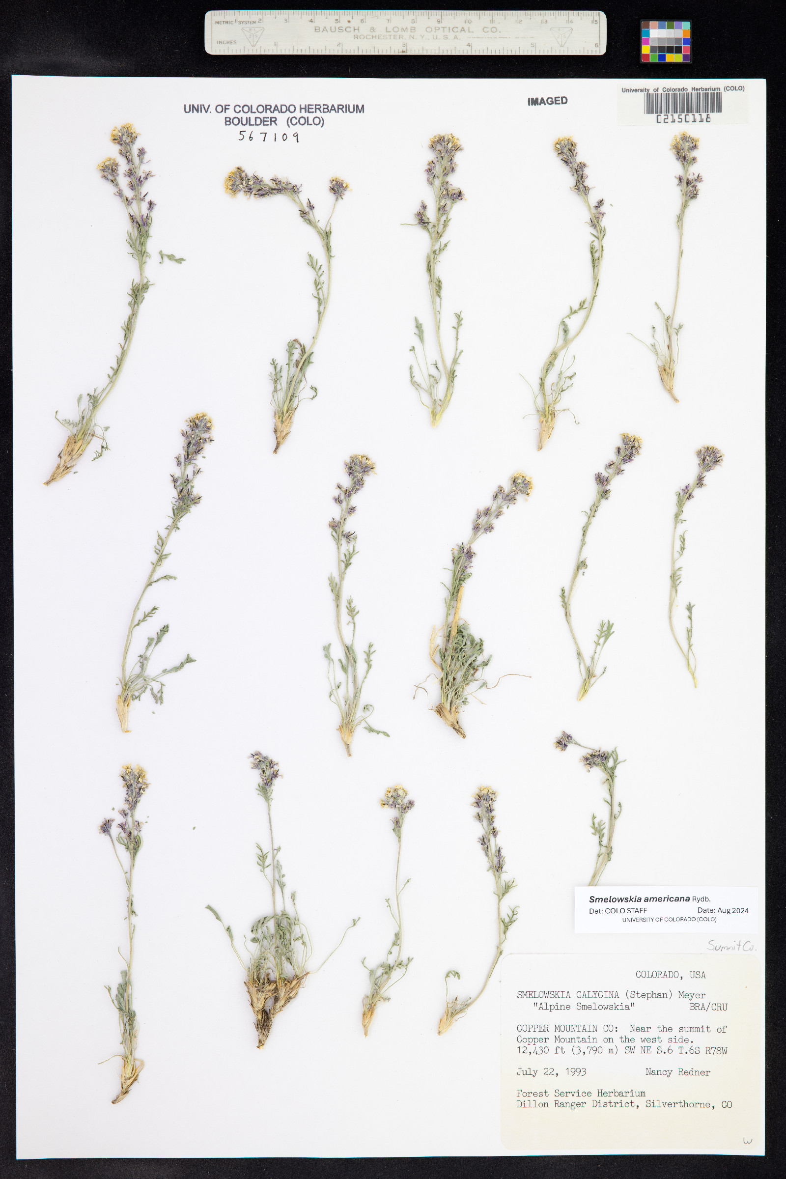Smelowskia americana image