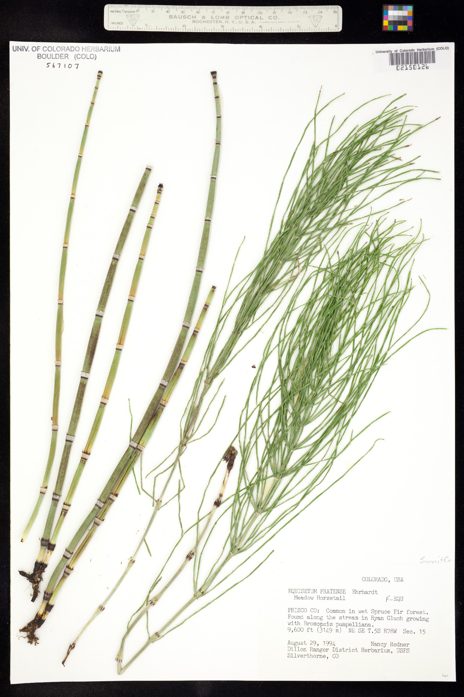 Equisetum image