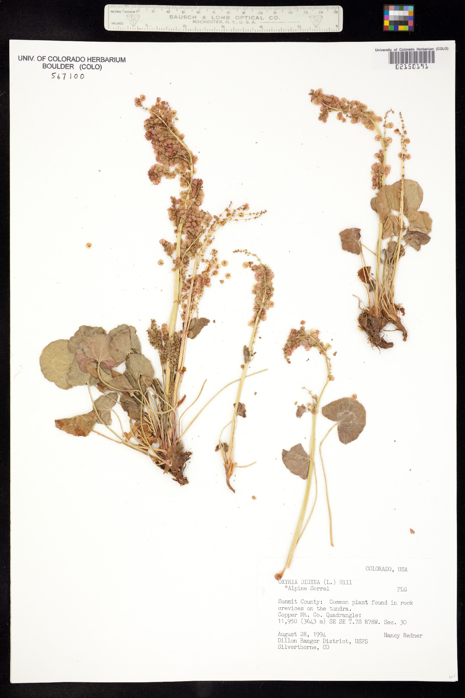 Oxyria digyna image